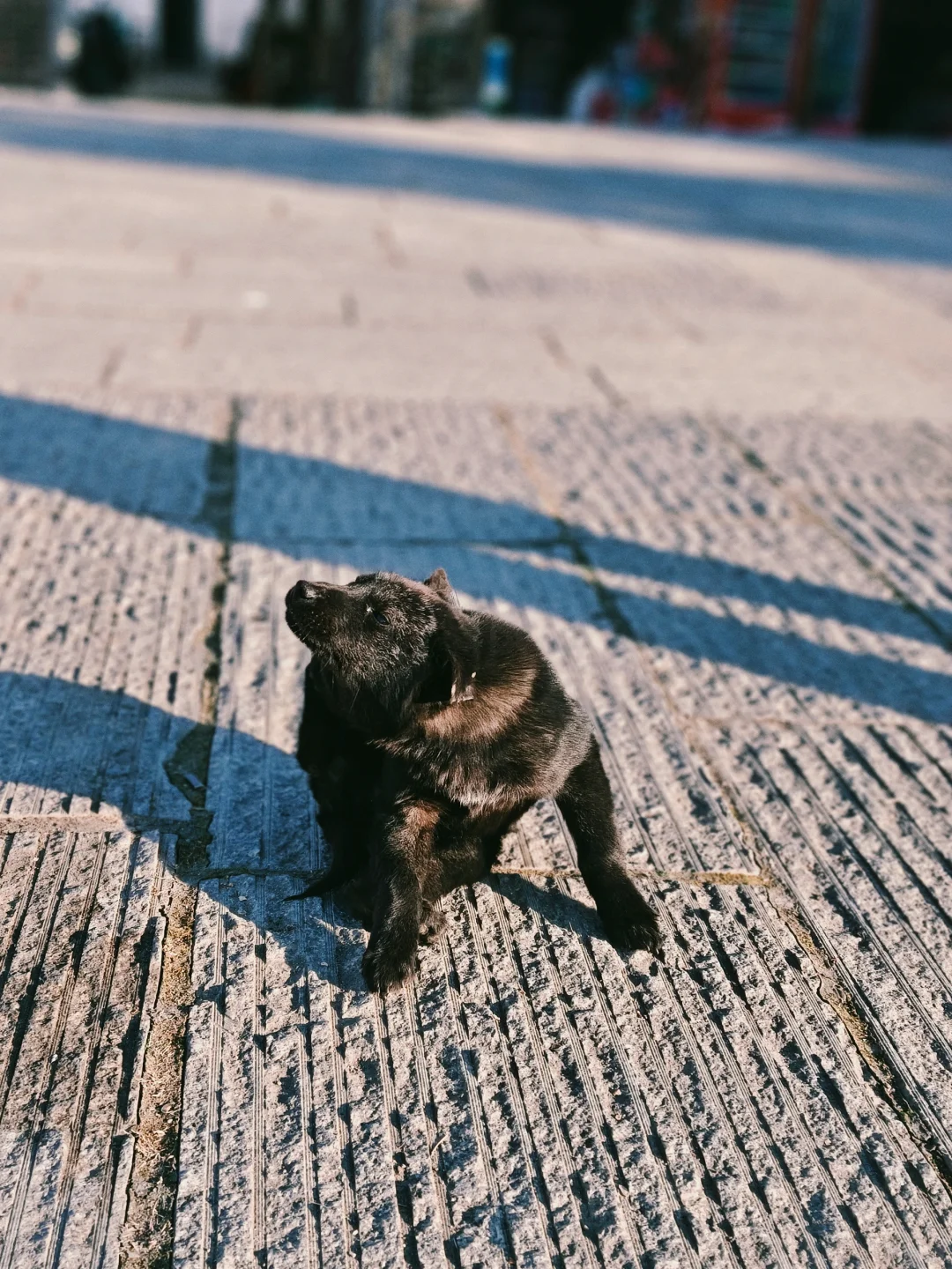 打卡冬日南屏景区