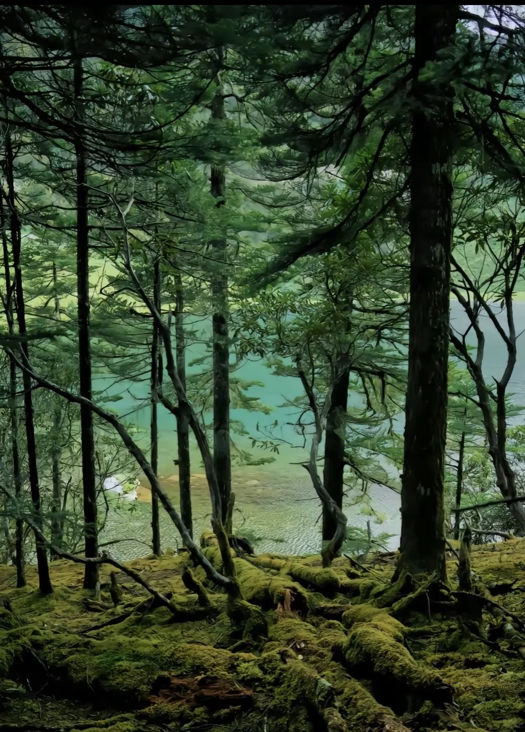 香格里拉｜最美的地方之一🏔️