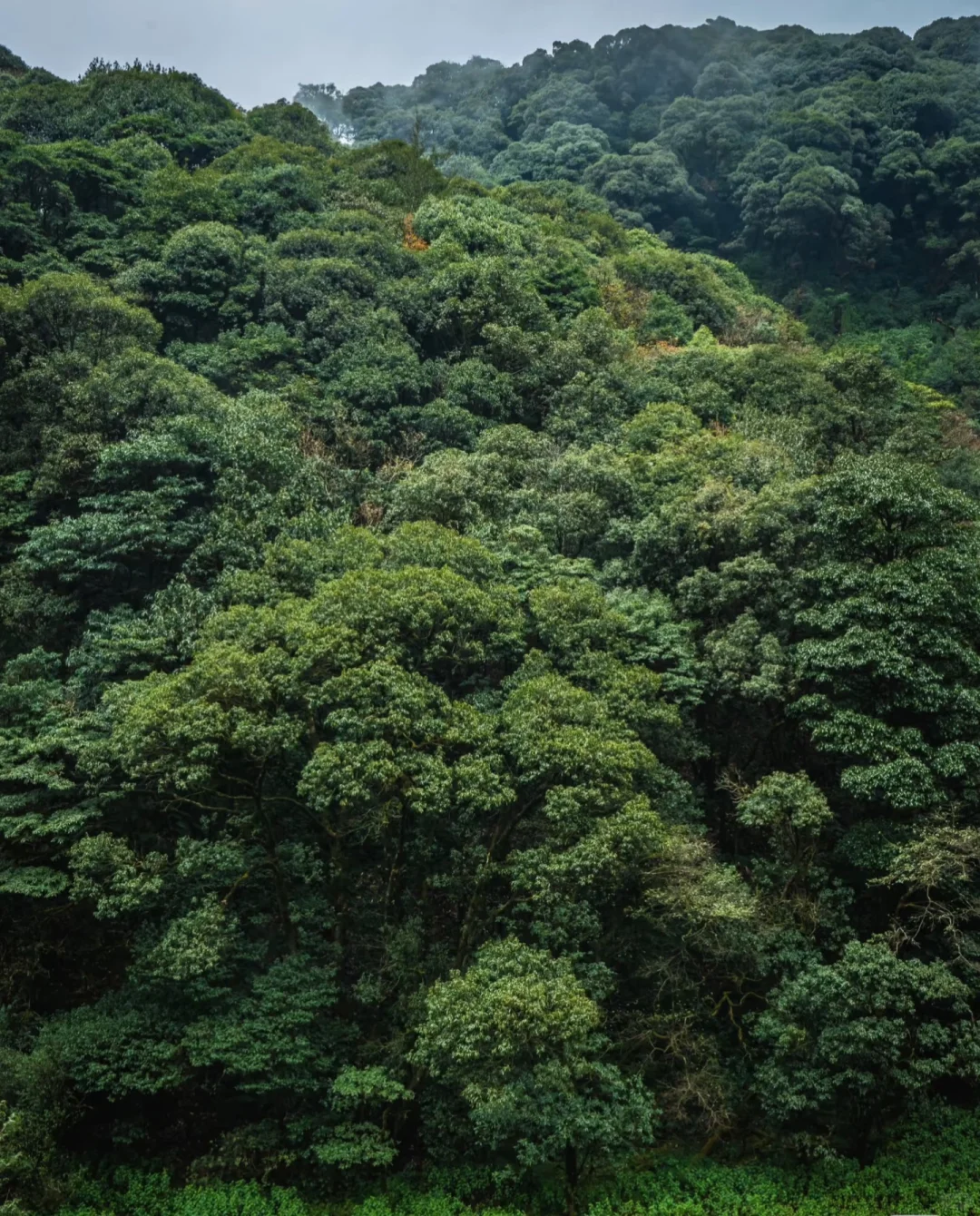 哀牢山—大雾四起 我在无人之处爱你❗️❗️