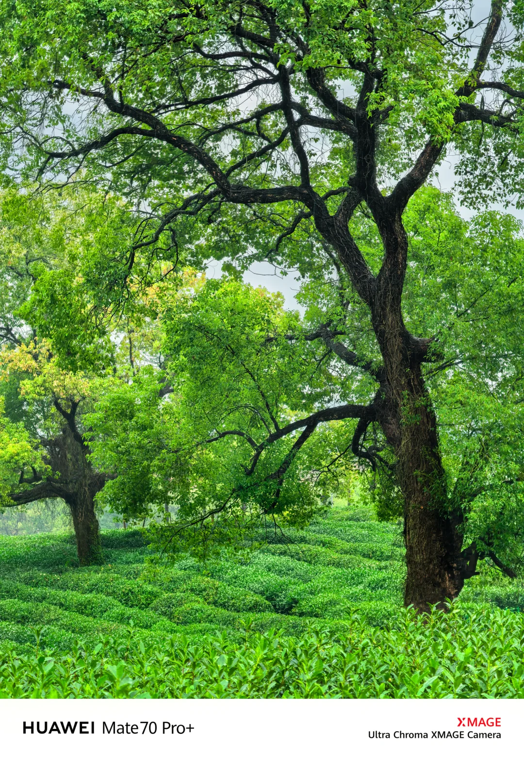 如果你来杭州，我不会让你去西湖‼️