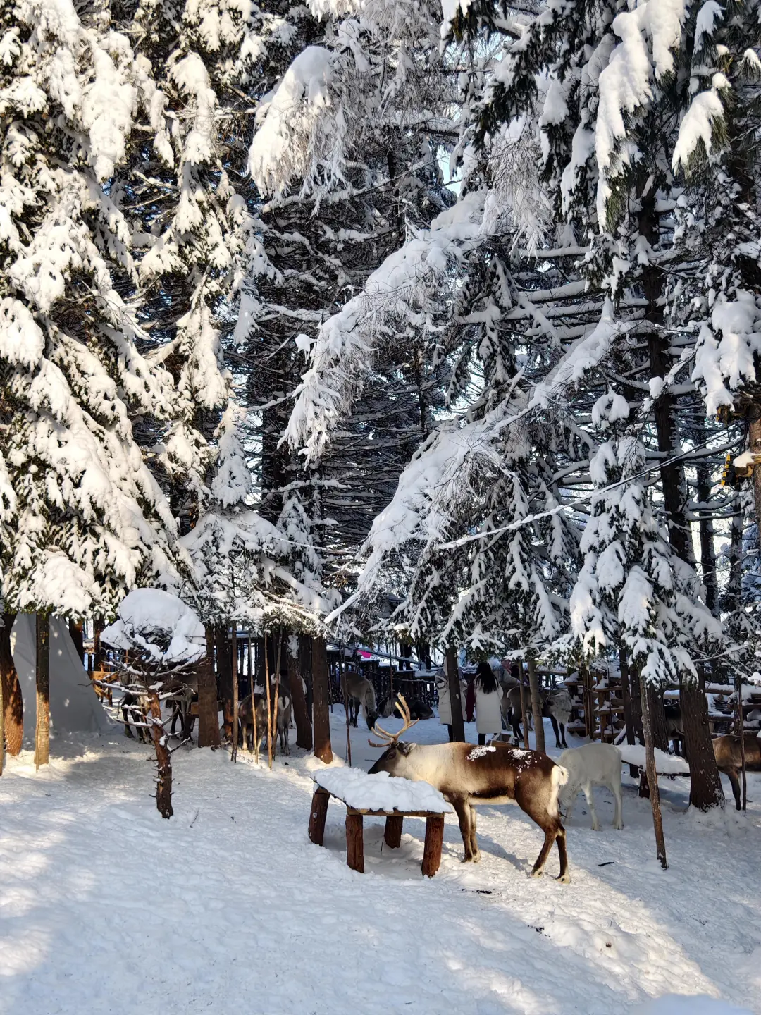 去哈尔滨一定要带薄衣服！我的建议是...😅