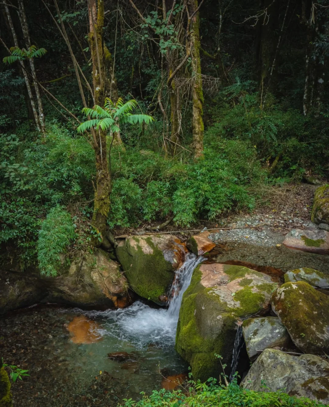 哀牢山—大雾四起 我在无人之处爱你❗️❗️