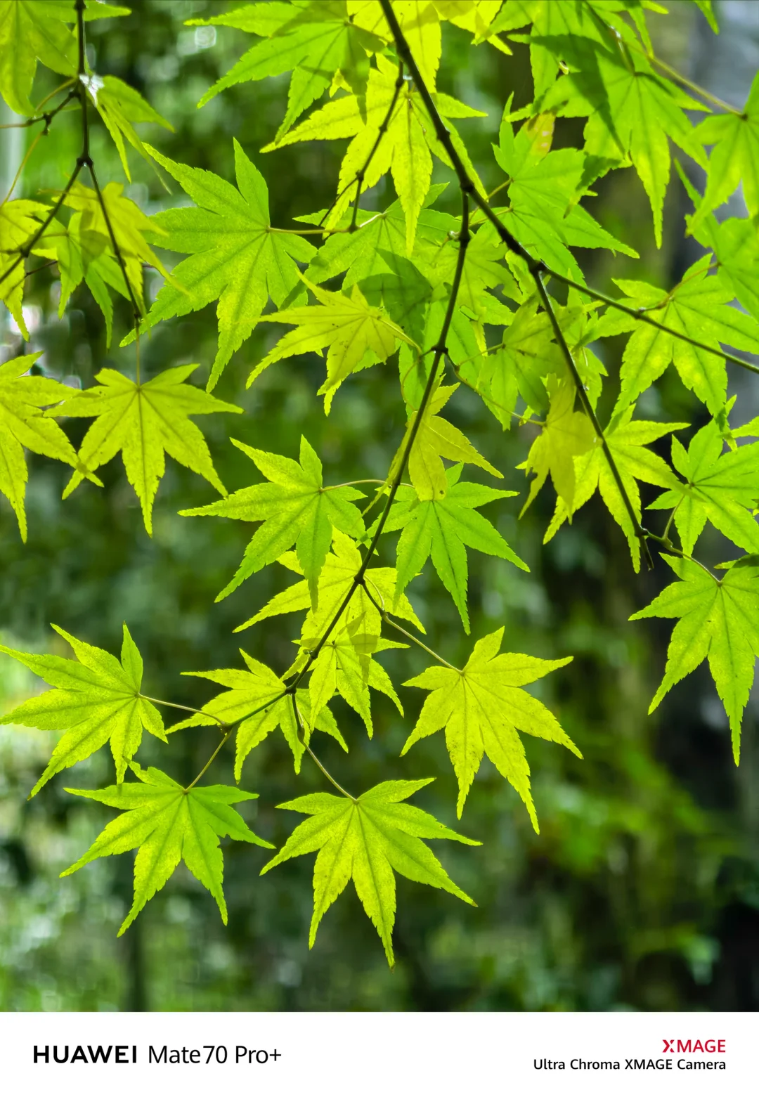 如果你来杭州，我不会让你去西湖‼️