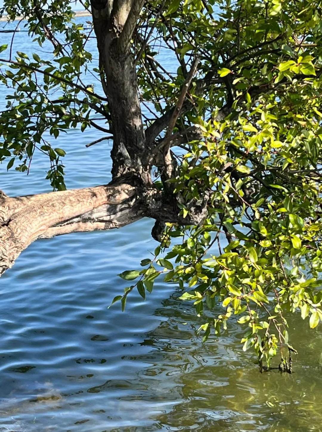 这绝对‼️是你看过最完整的大理游玩攻略📝