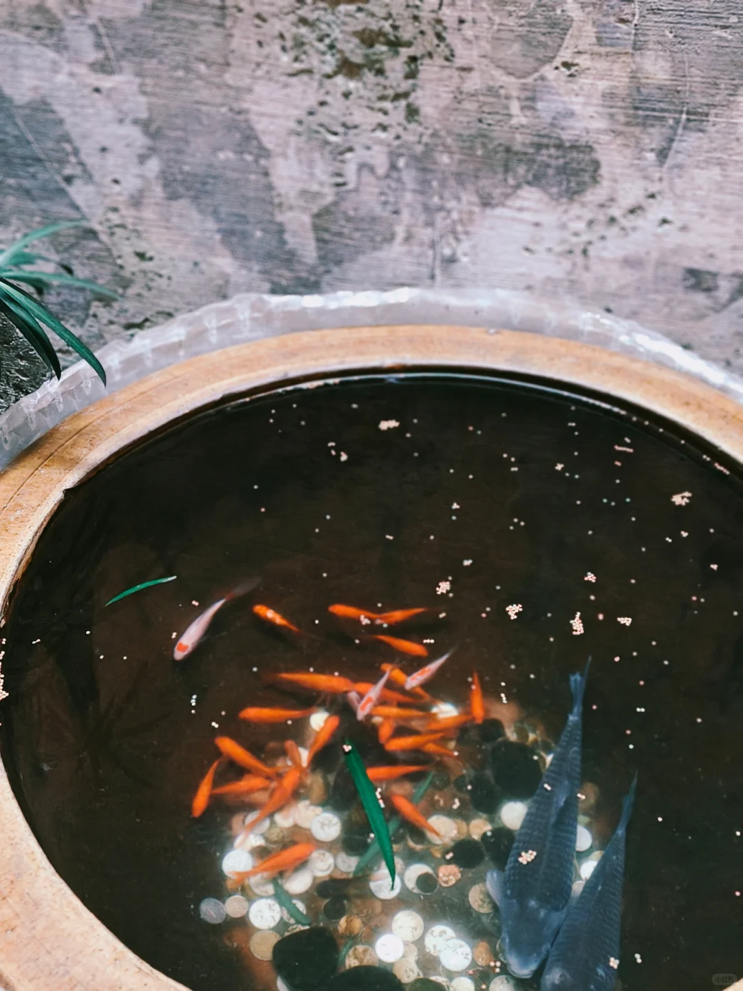 打卡冬日南屏景区