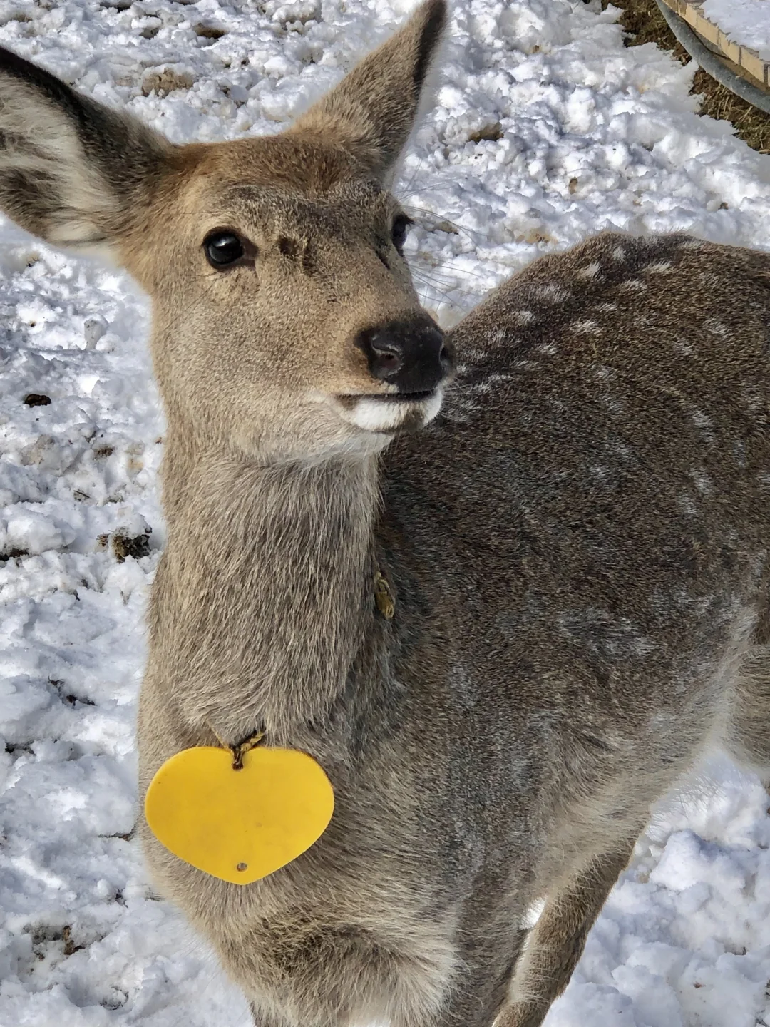 听劝去了神农架 美到失语❗️❗️❗️