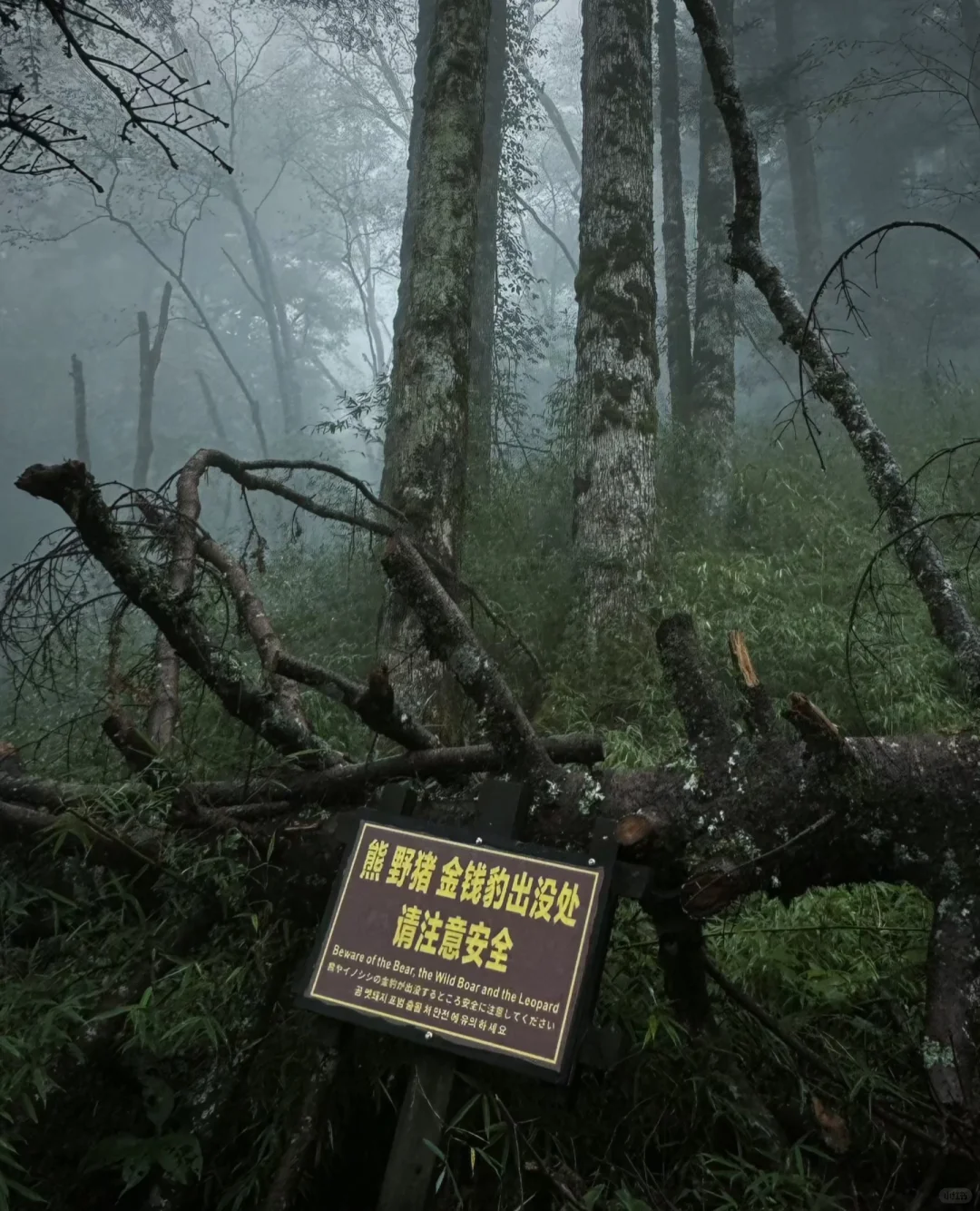 哀牢山—大雾四起 我在无人之处爱你❗️❗️