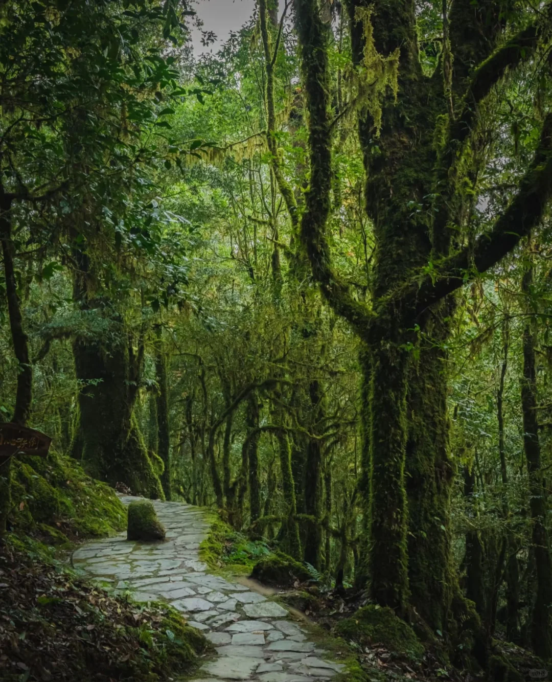 哀牢山—大雾四起 我在无人之处爱你❗️❗️