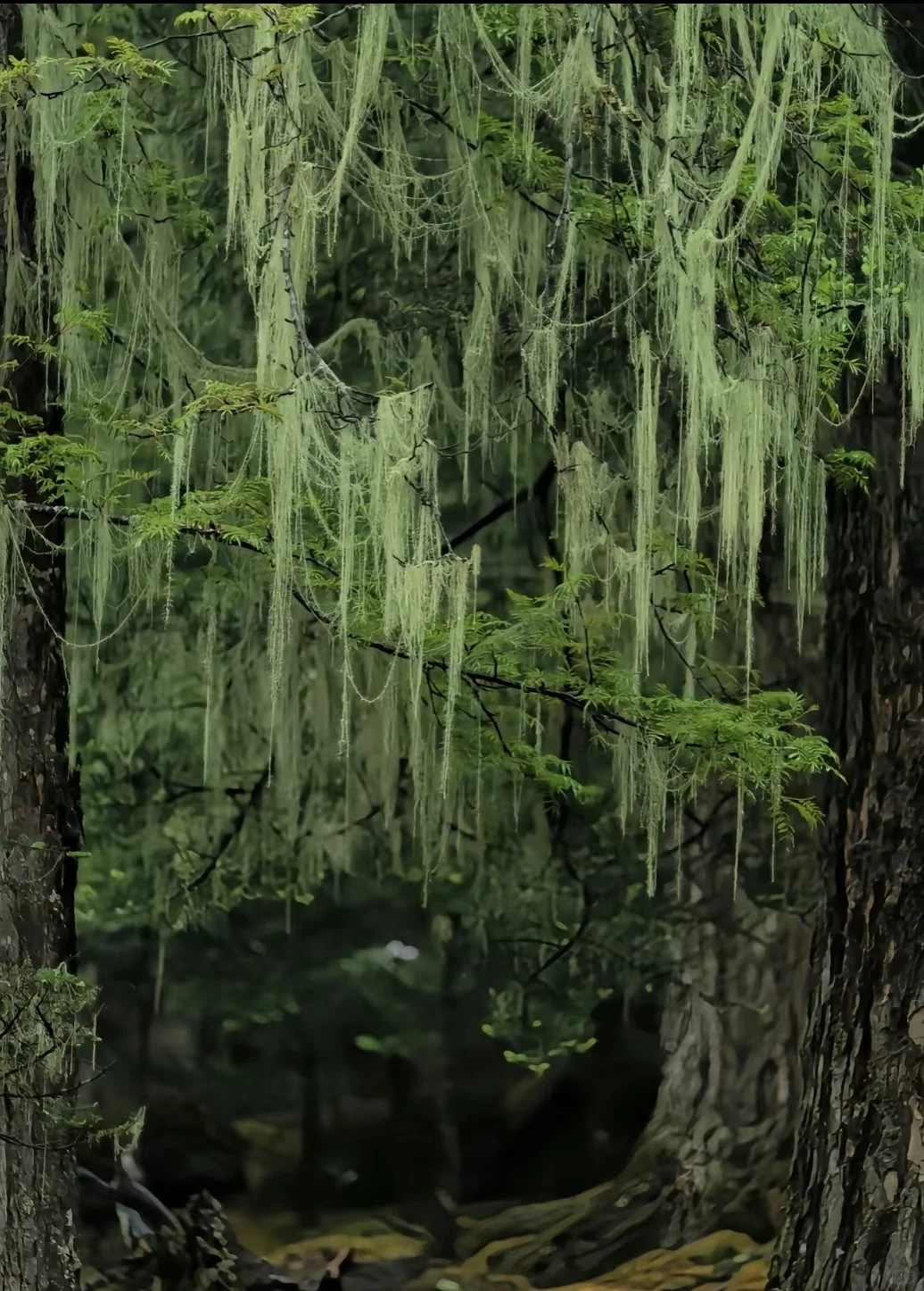 香格里拉｜最美的地方之一🏔️