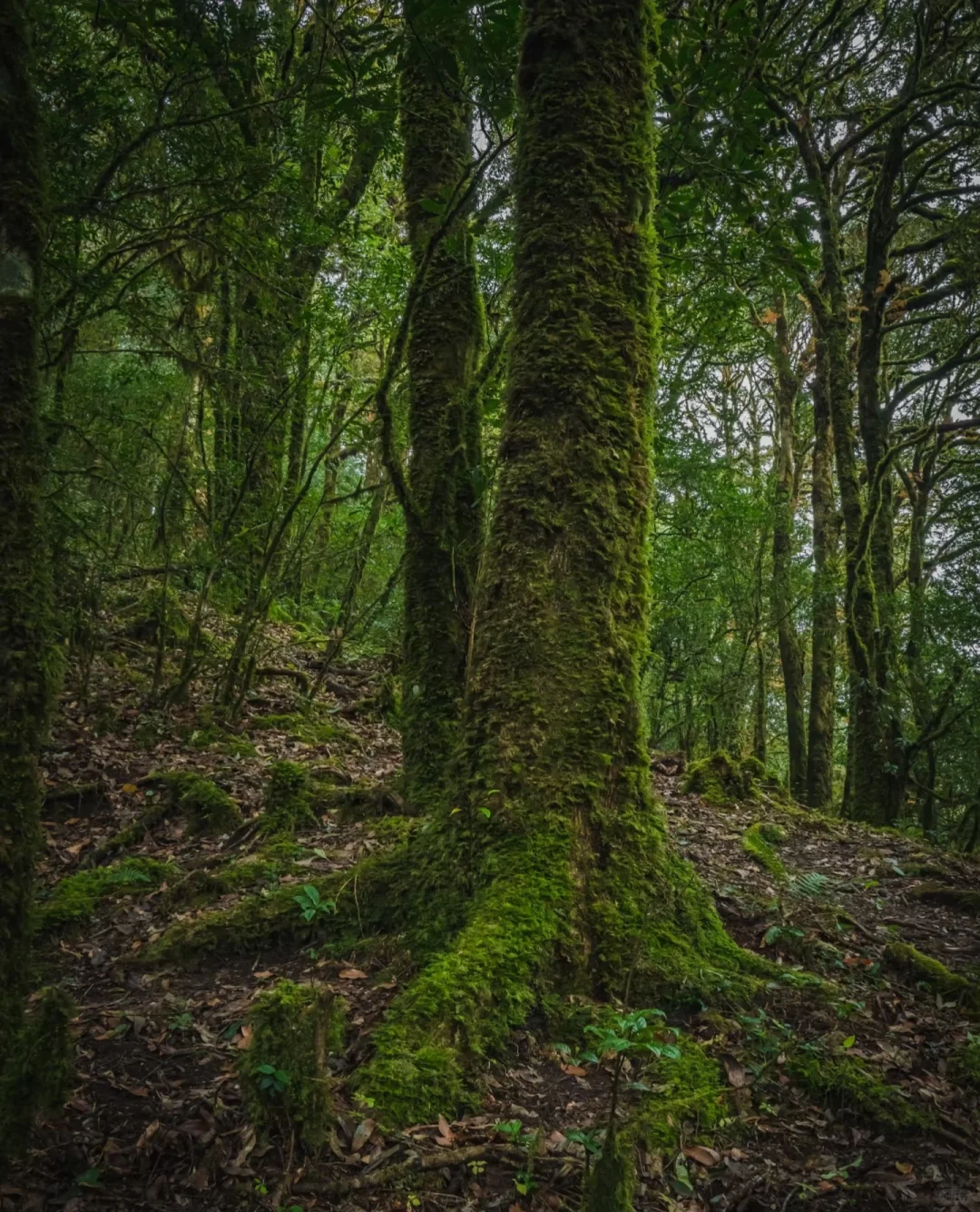 哀牢山—大雾四起 我在无人之处爱你❗️❗️