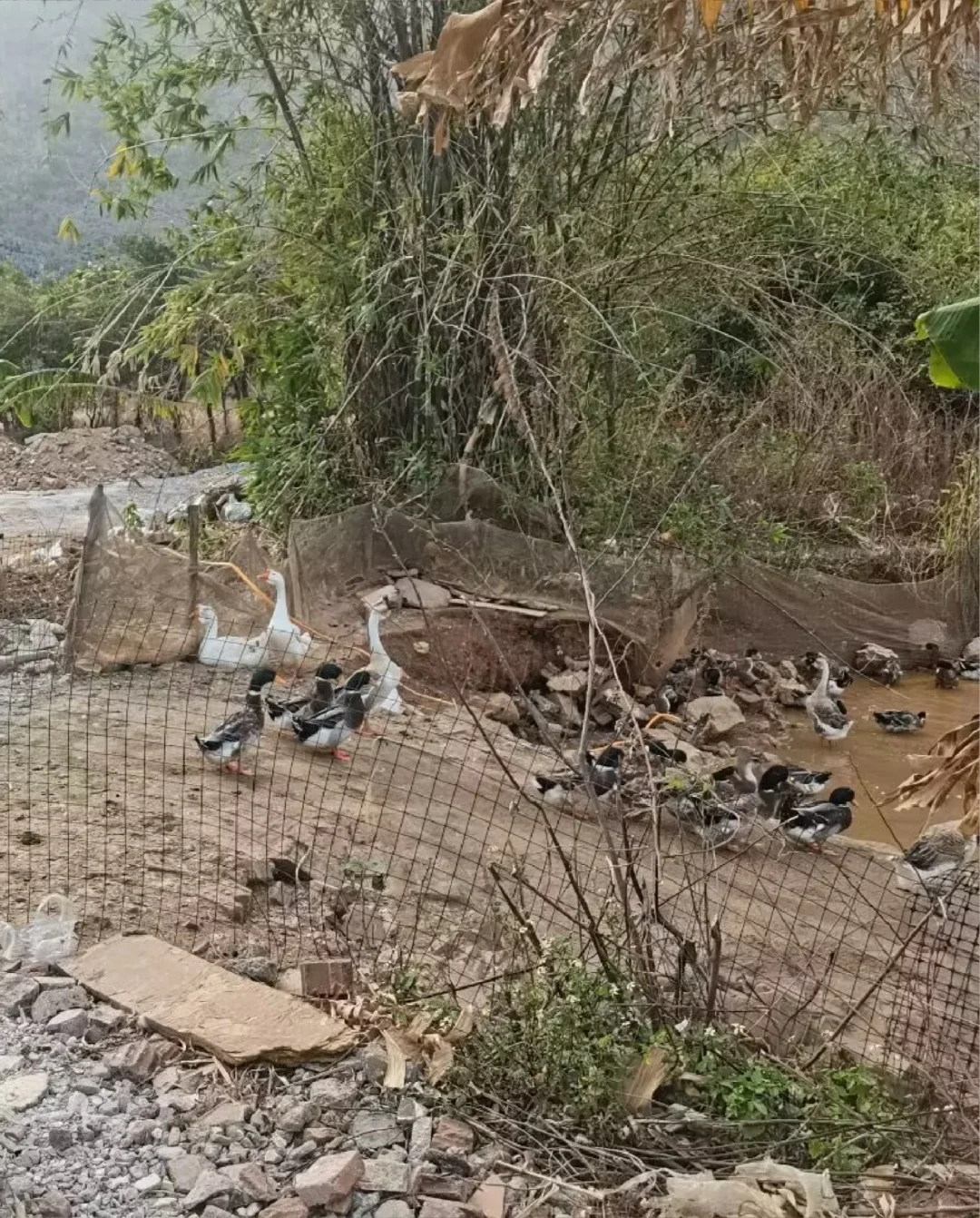 Hello😁this is Guilin