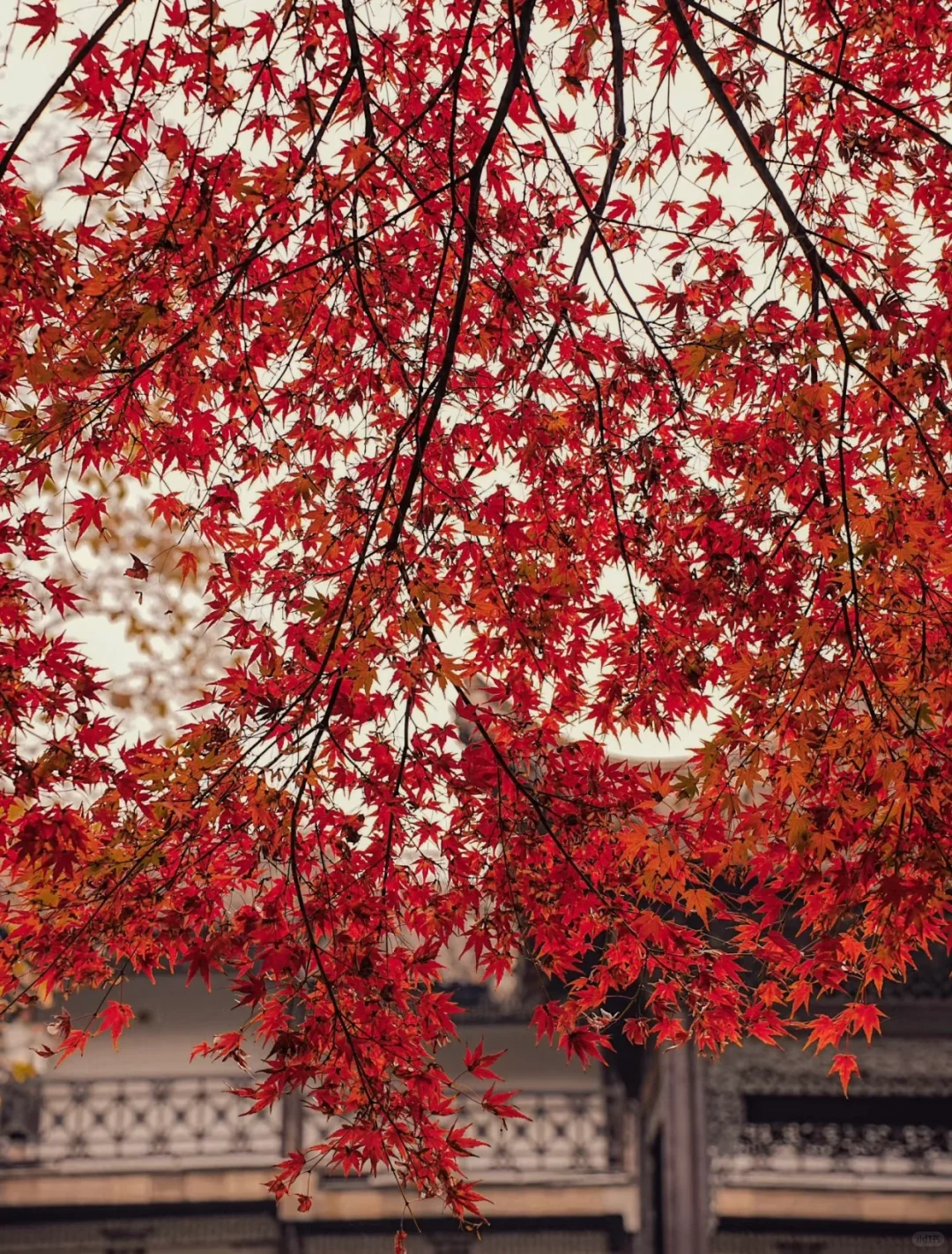 南京大学生0元go扬州
