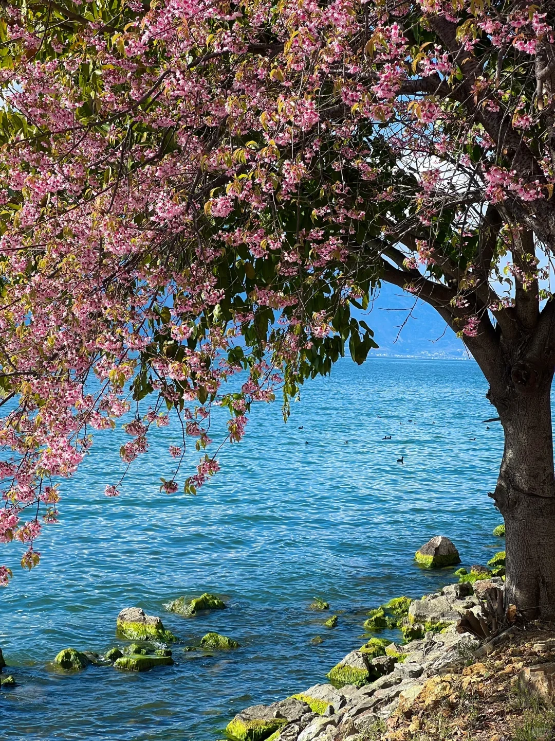 确定了，春节就去云南旅游，温暖舒适