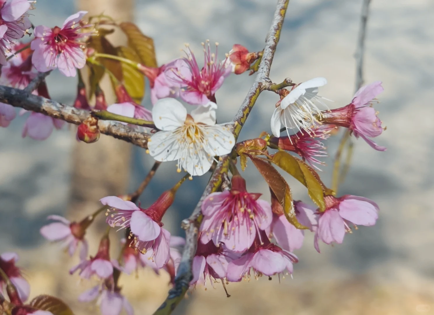 坪上石盆·樱花🌸梅花♣️