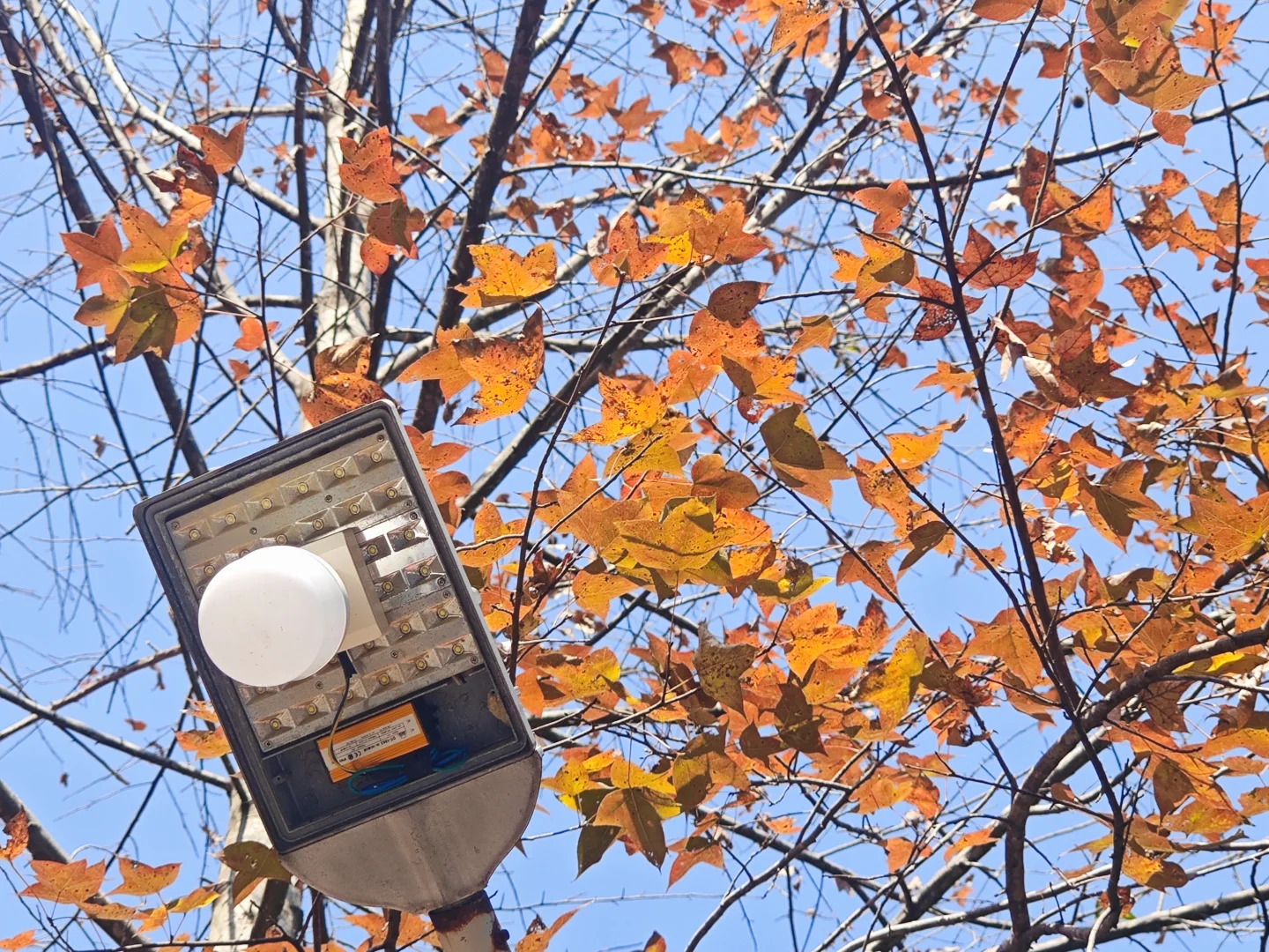 坪上石盆·樱花🌸梅花♣️