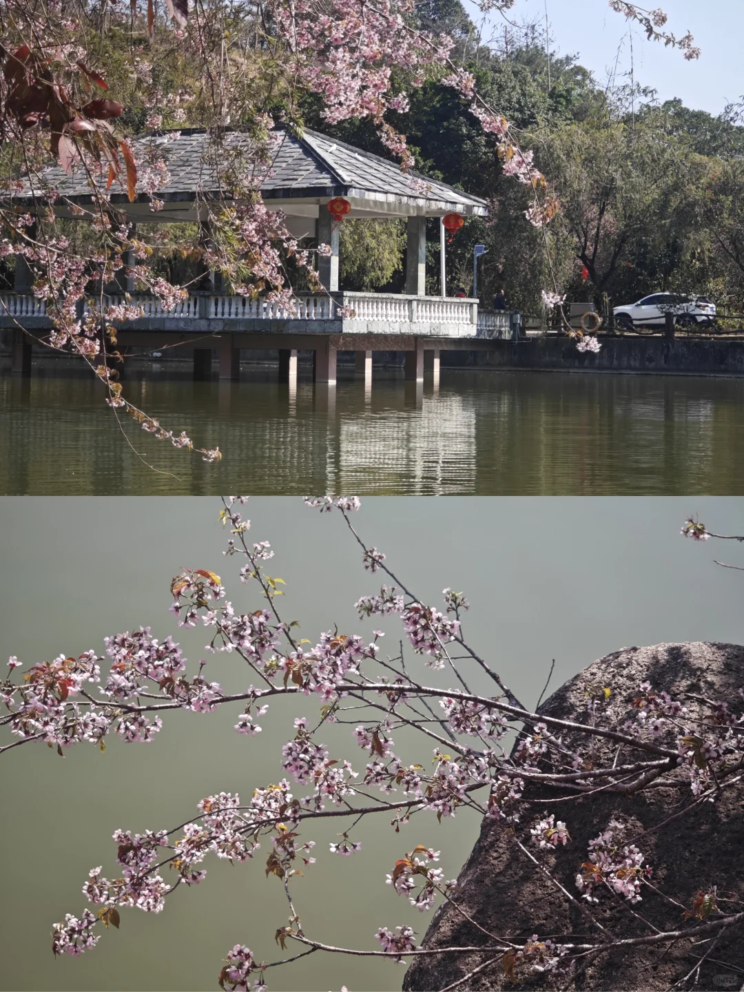 坪上石盆·樱花🌸梅花♣️