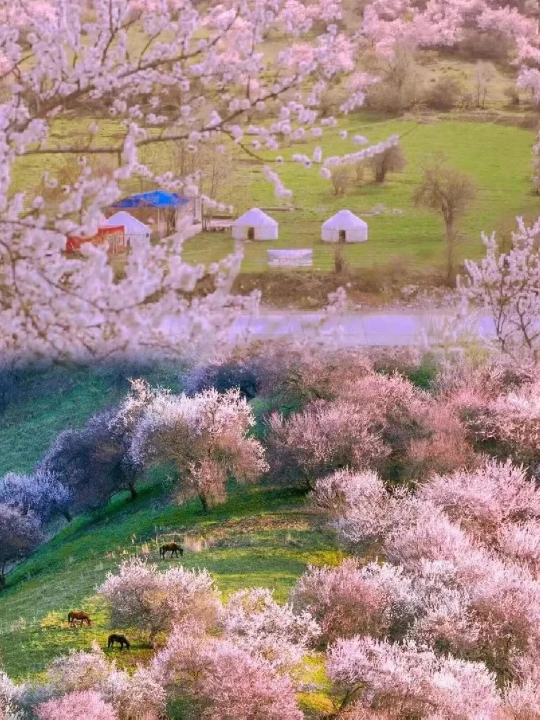 接下来三四月的新疆，将要被杏花刷屏啦🌸