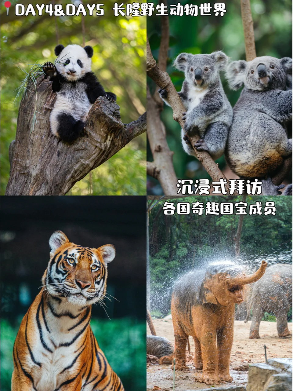 广州旅游攻略📍5天4晚跟着玩一定不会错!