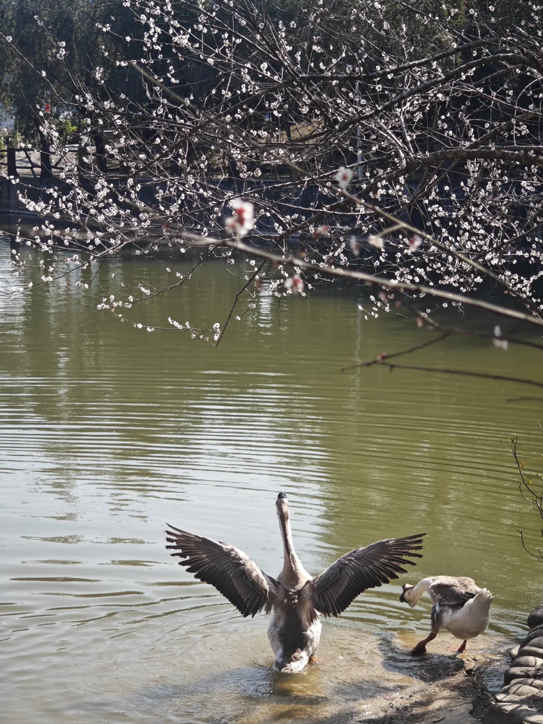 坪上石盆·樱花🌸梅花♣️
