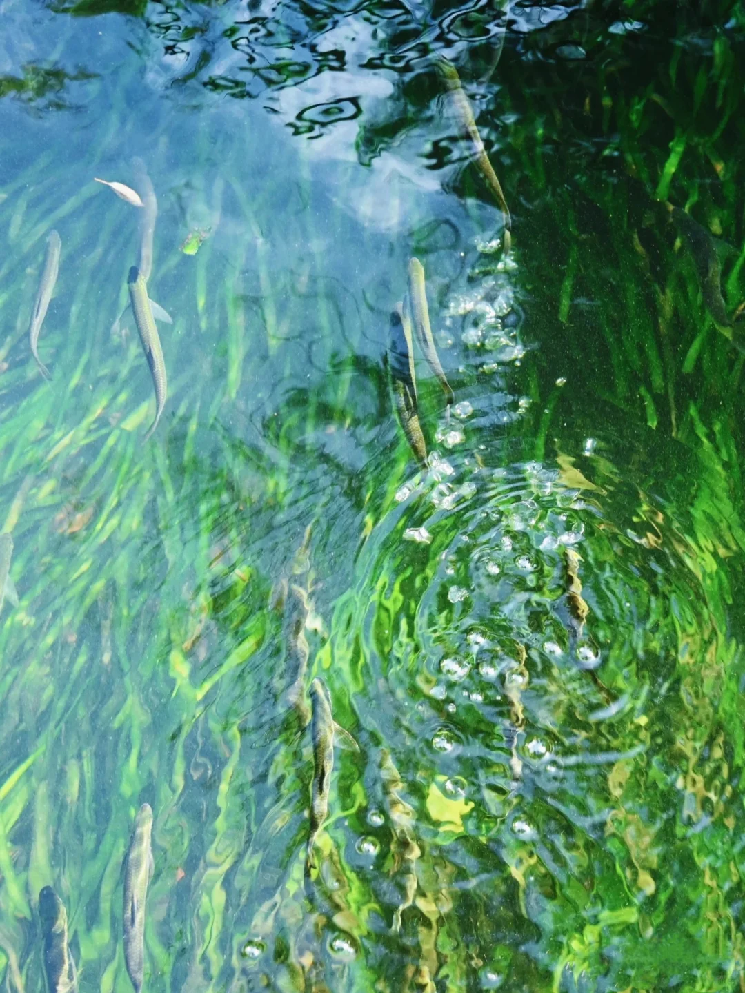 杭州遛娃|今天的西湖太美了,看一眼就……