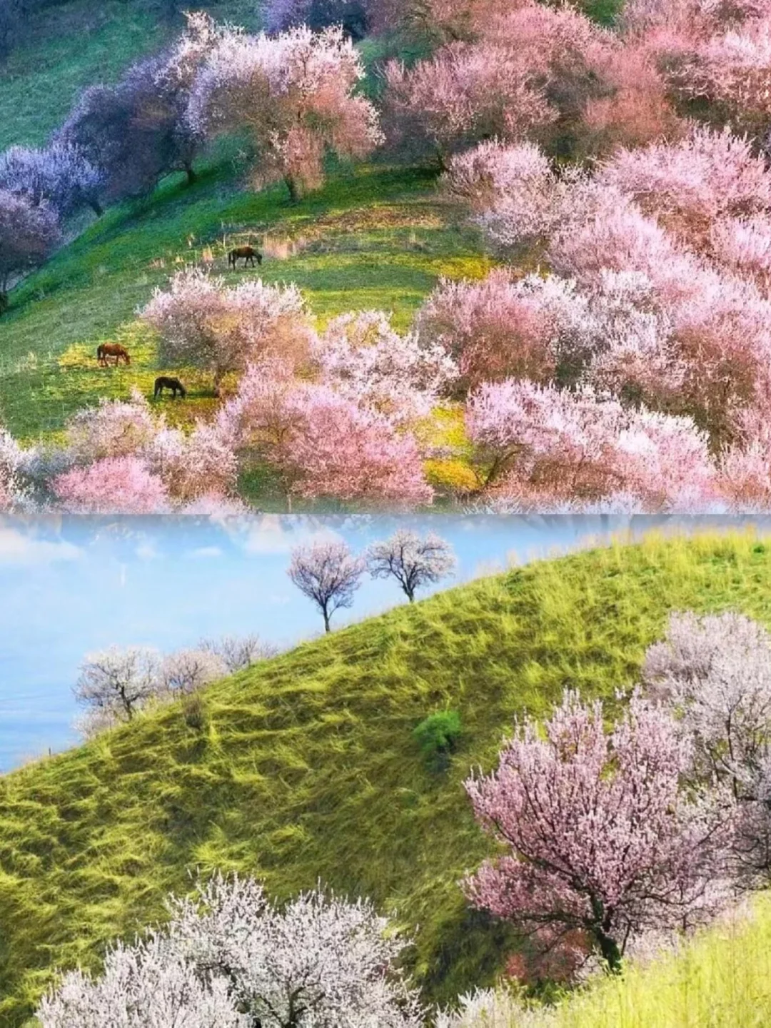 接下来三四月的新疆，将要被杏花刷屏啦🌸