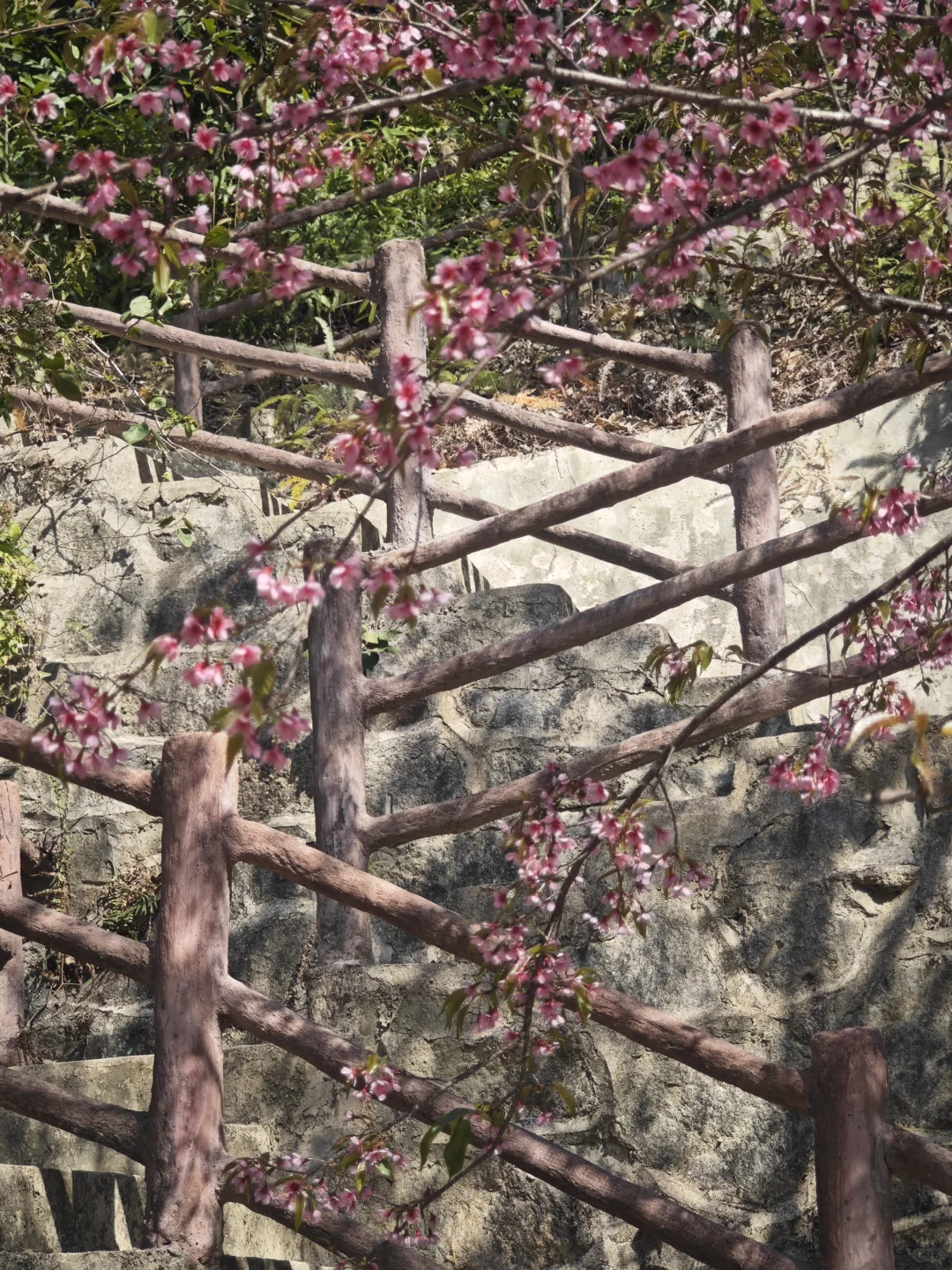 坪上石盆·樱花🌸梅花♣️