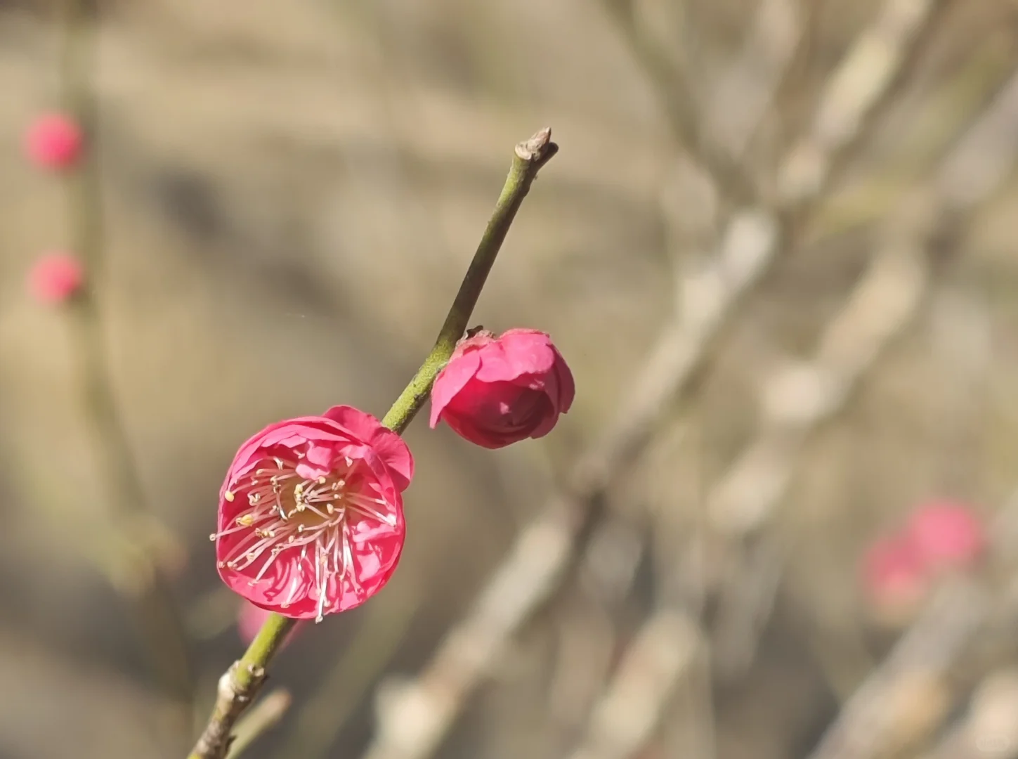 坪上石盆·樱花🌸梅花♣️