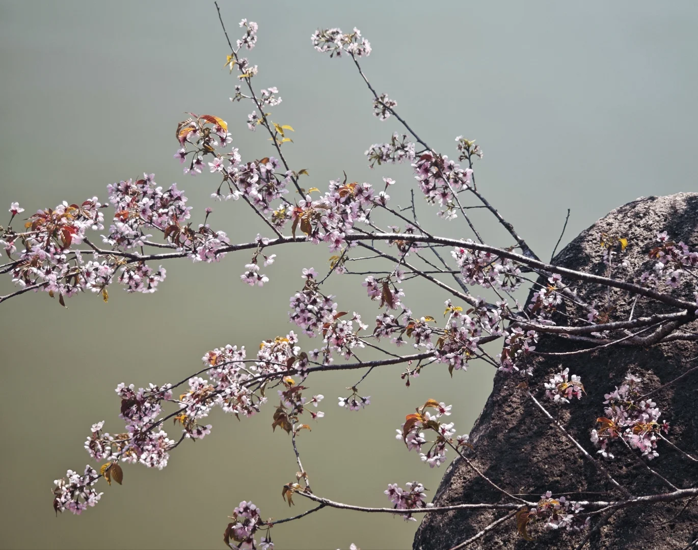坪上石盆·樱花🌸梅花♣️
