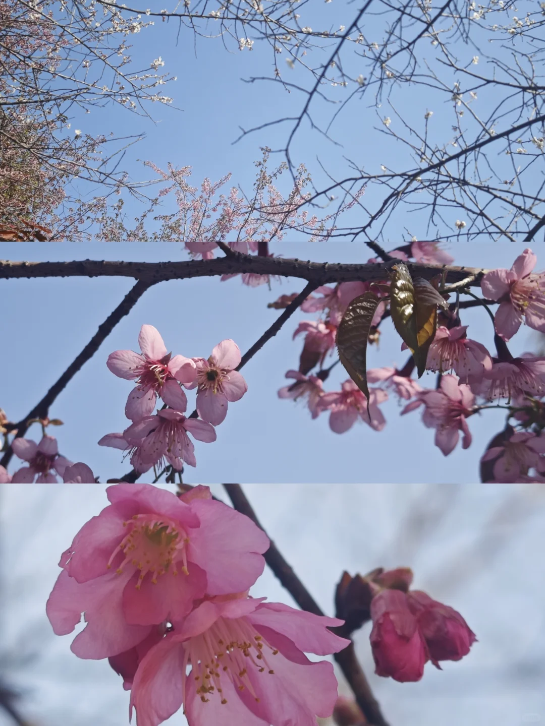 坪上石盆·樱花🌸梅花♣️