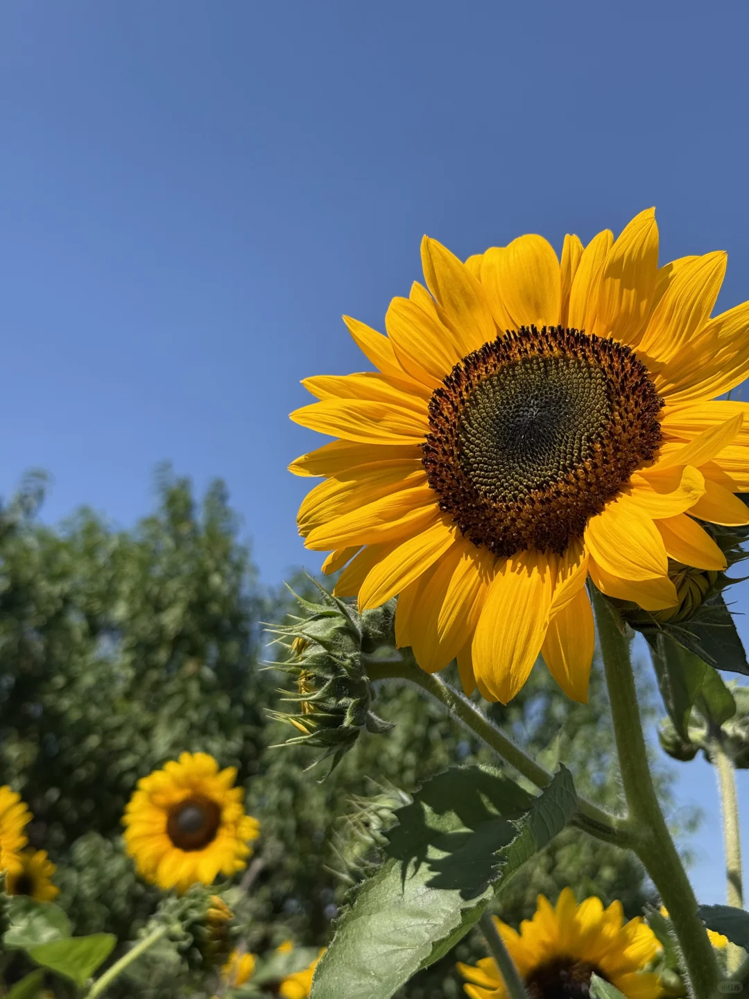邯郸周边游｜免费的❗️值得去❗️