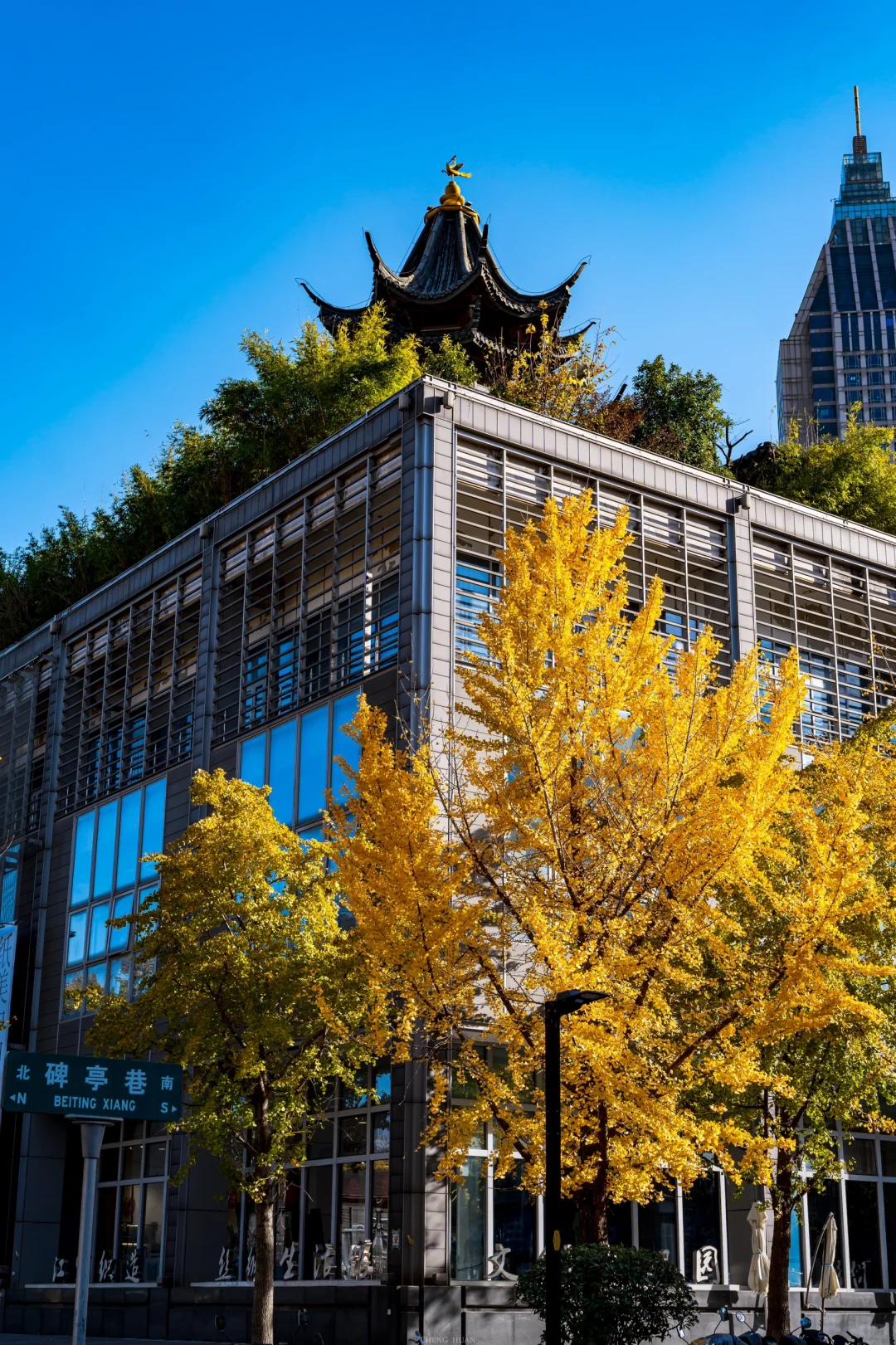 人生建议，秋天来南京旅行不会让你失望的！