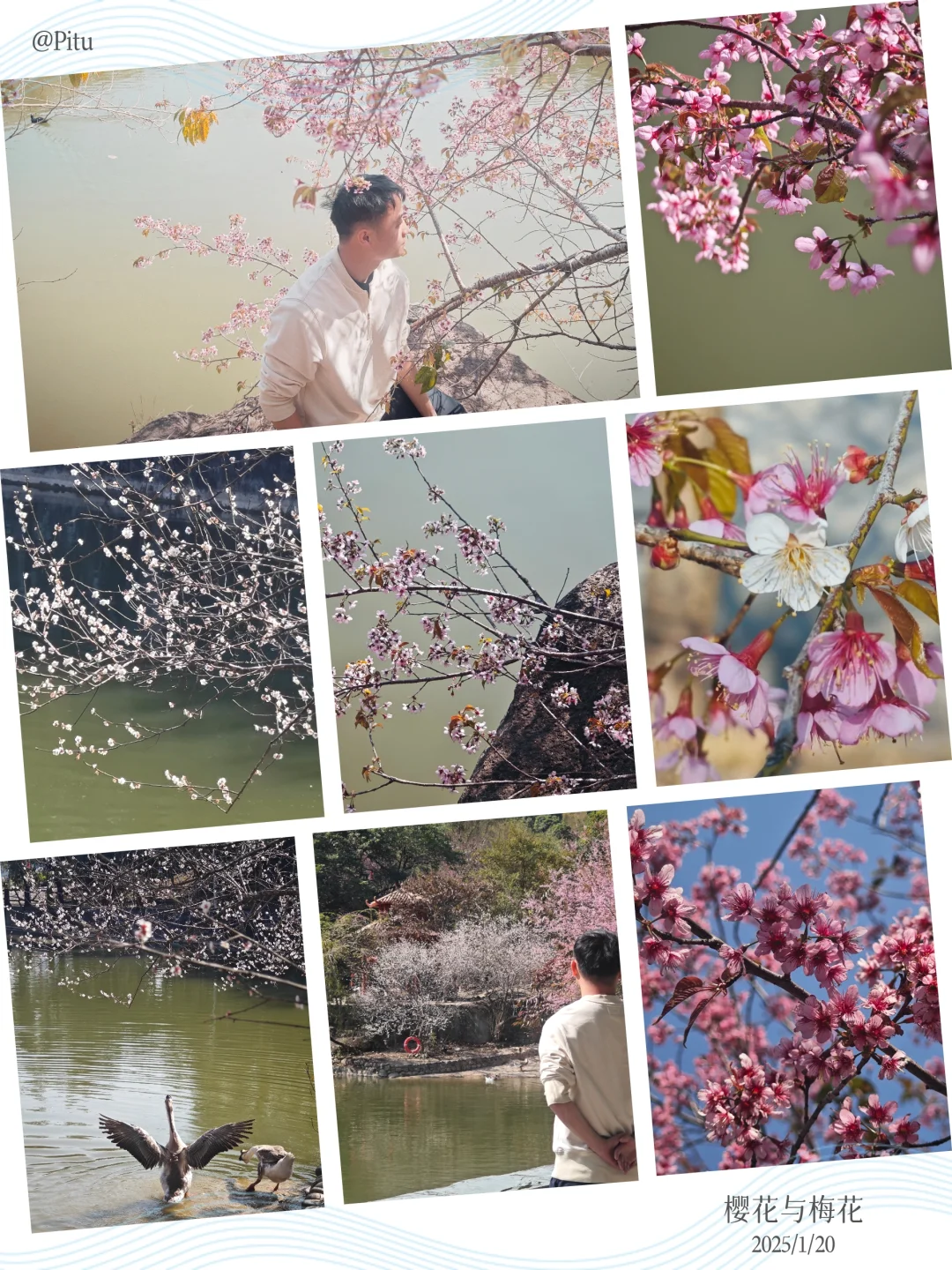 坪上石盆·樱花🌸梅花♣️