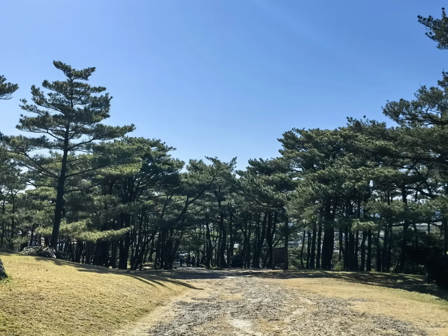海洋馆光谱号🚢老少皆宜❤冲绳5天4晚