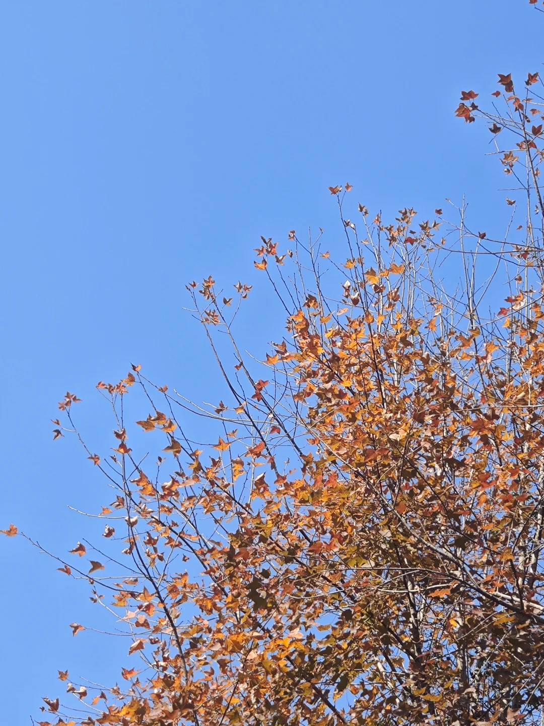 坪上石盆·樱花🌸梅花♣️