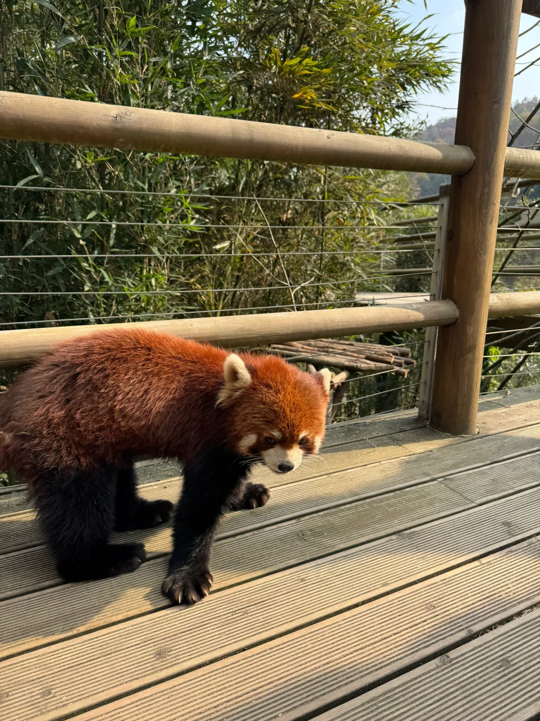 听劝‼️带爸妈不要直接去都江堰和熊猫谷