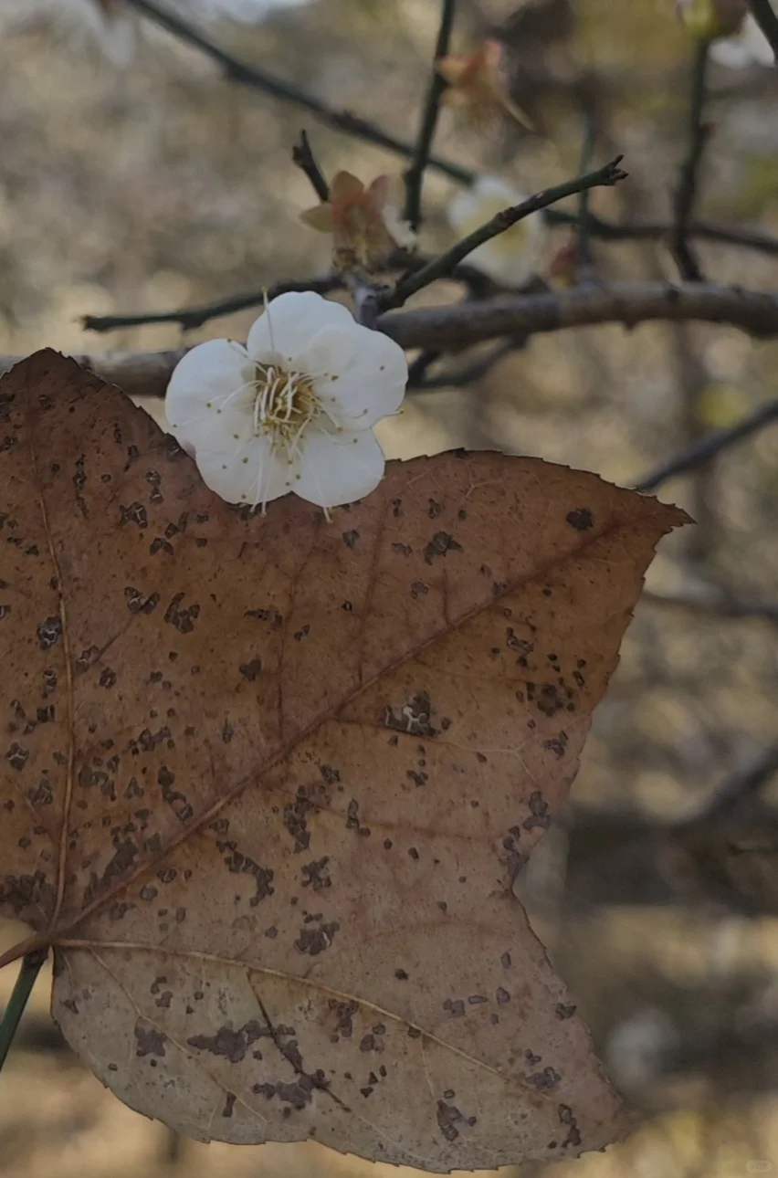 坪上石盆·樱花🌸梅花♣️