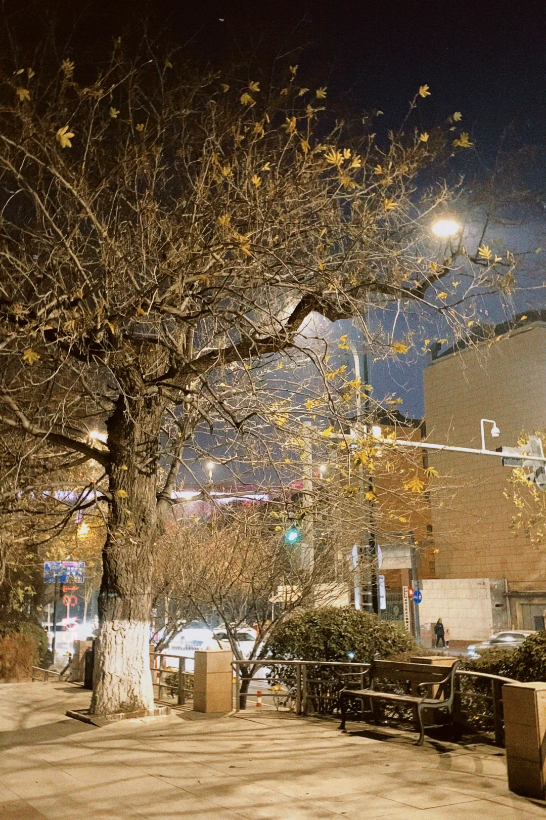 武汉你真的特别美呀