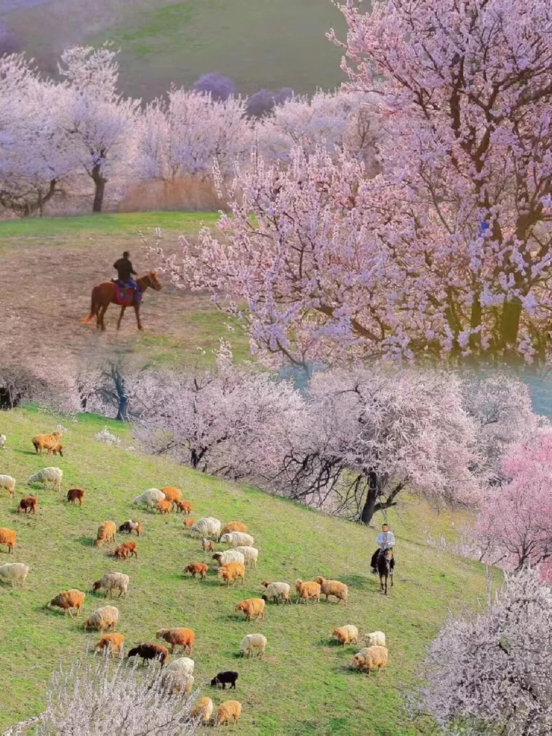 接下来三四月的新疆，将要被杏花刷屏啦🌸