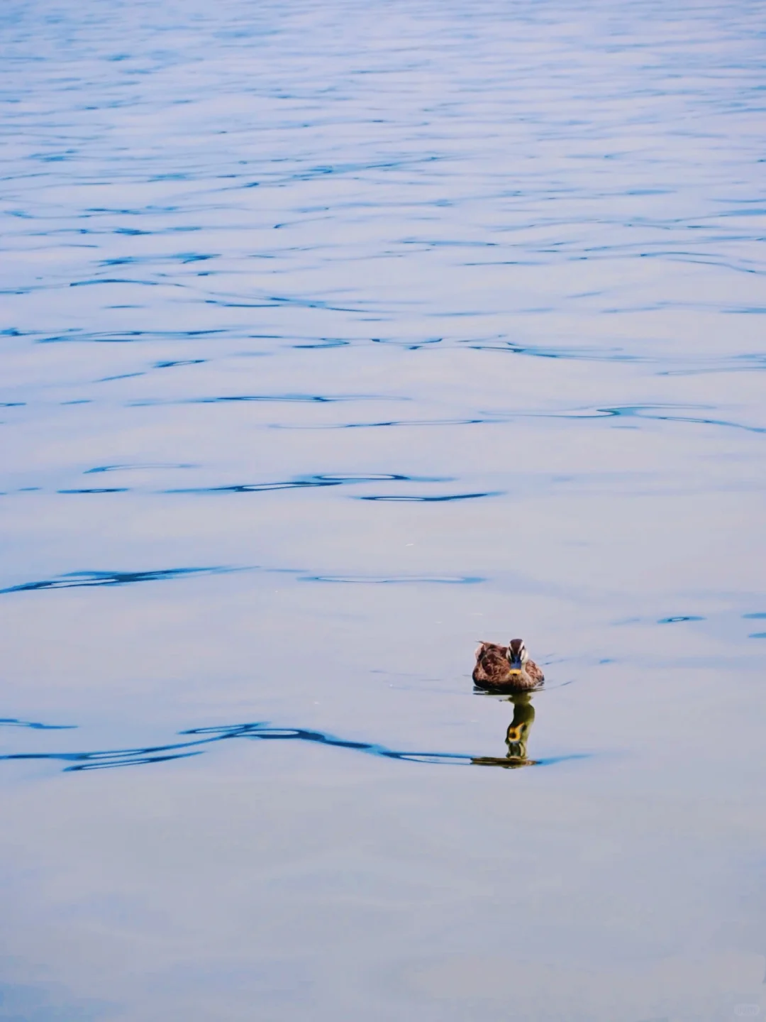 杭州遛娃|今天的西湖太美了,看一眼就……