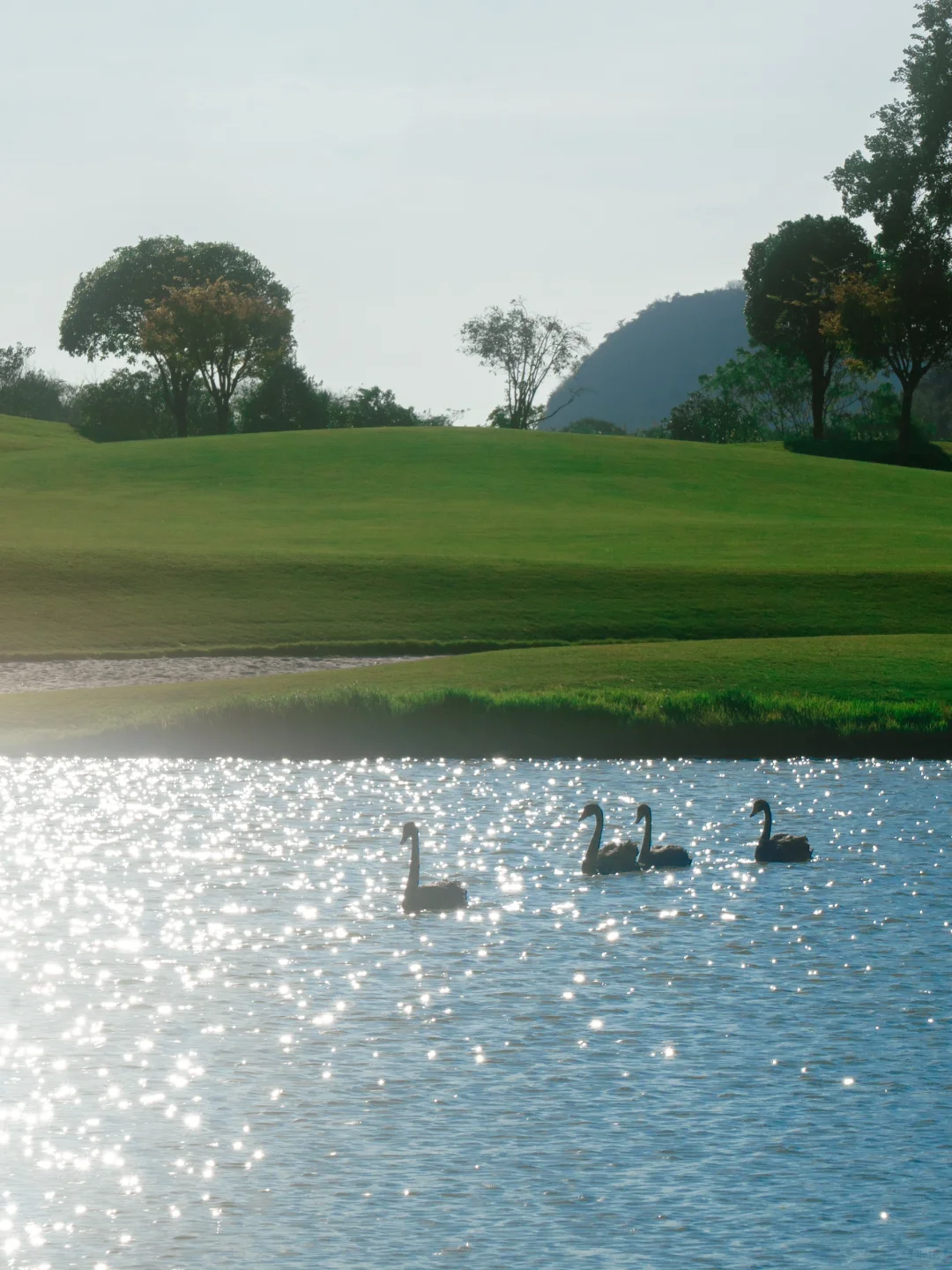 “绿色是流动舒展的生命。”