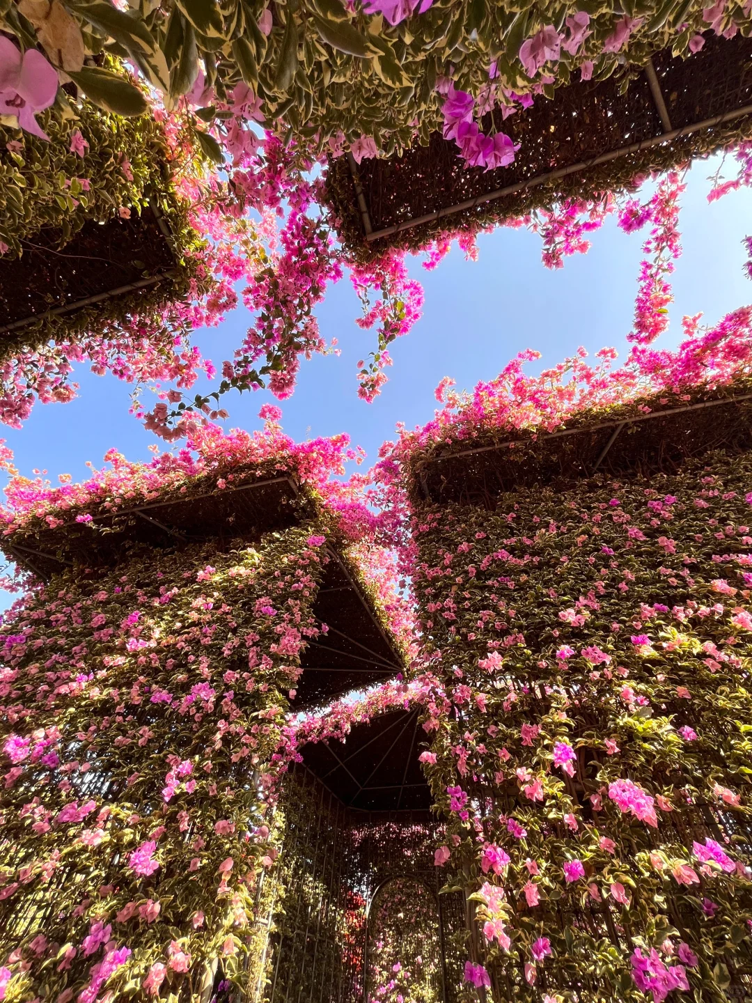 漳州！！🌸花海瀑布！！美得不像话….（live图）