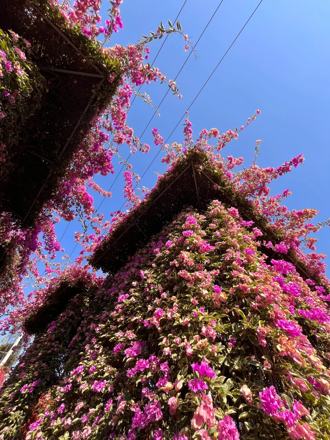 漳州！！🌸花海瀑布！！美得不像话….（live图）