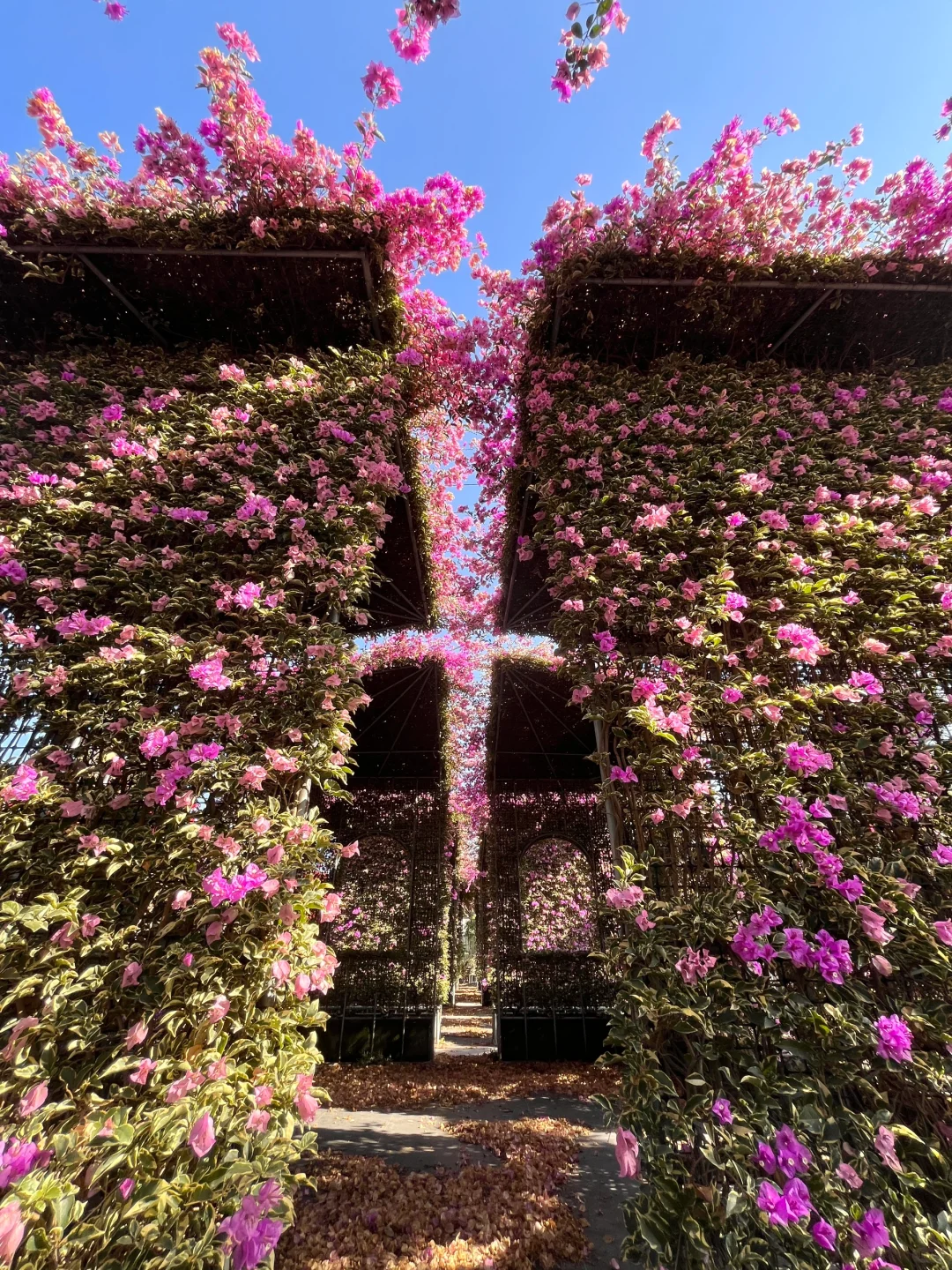 漳州！！🌸花海瀑布！！美得不像话….（live图）