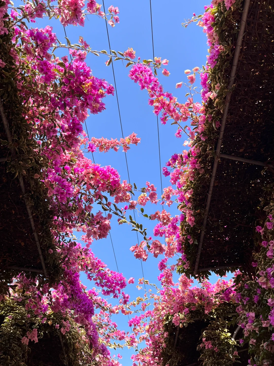 漳州！！🌸花海瀑布！！美得不像话….（live图）