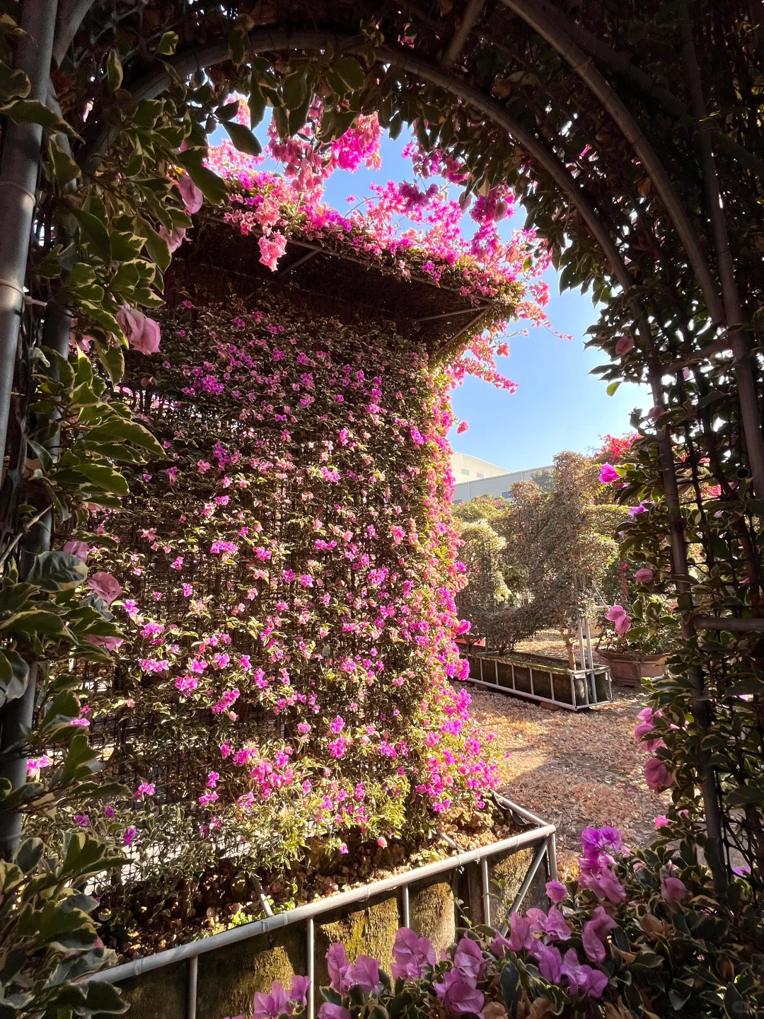 漳州！！🌸花海瀑布！！美得不像话….（live图）