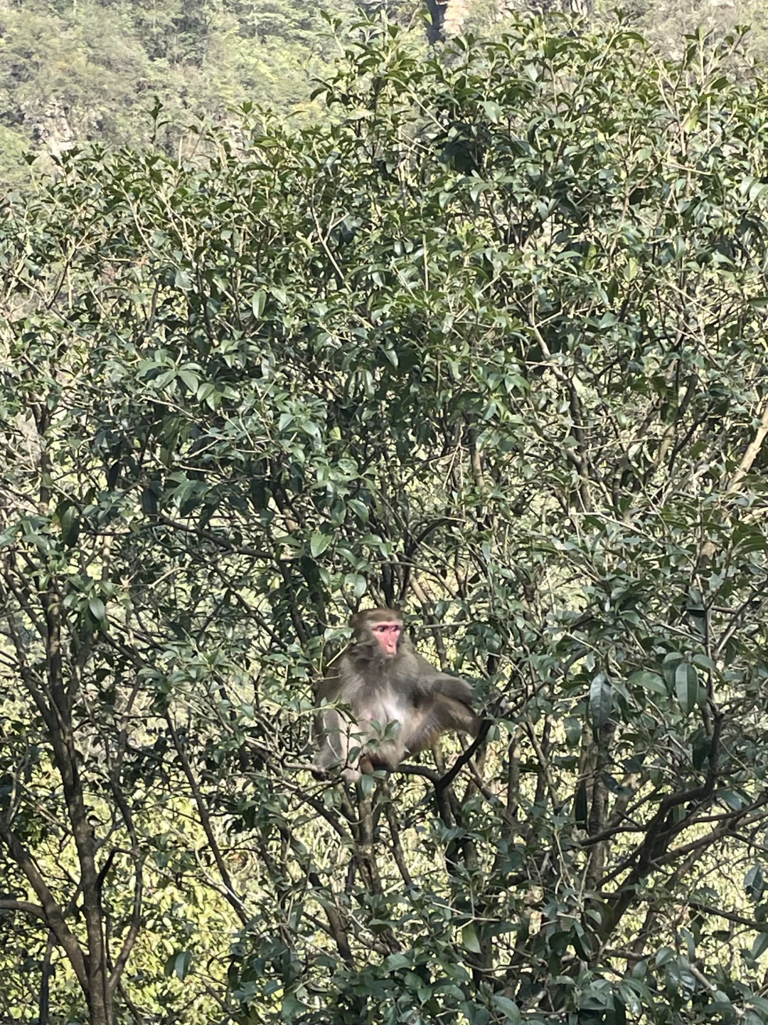 张家界国家森林公园不排队不费腿版