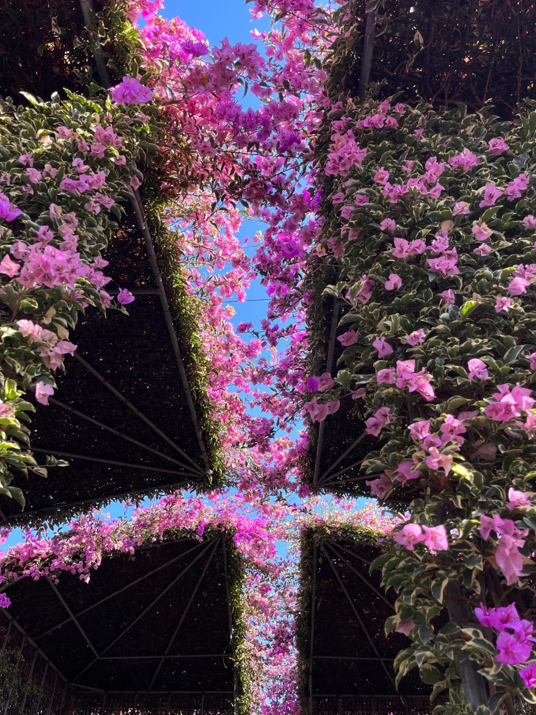 漳州！！🌸花海瀑布！！美得不像话….（live图）