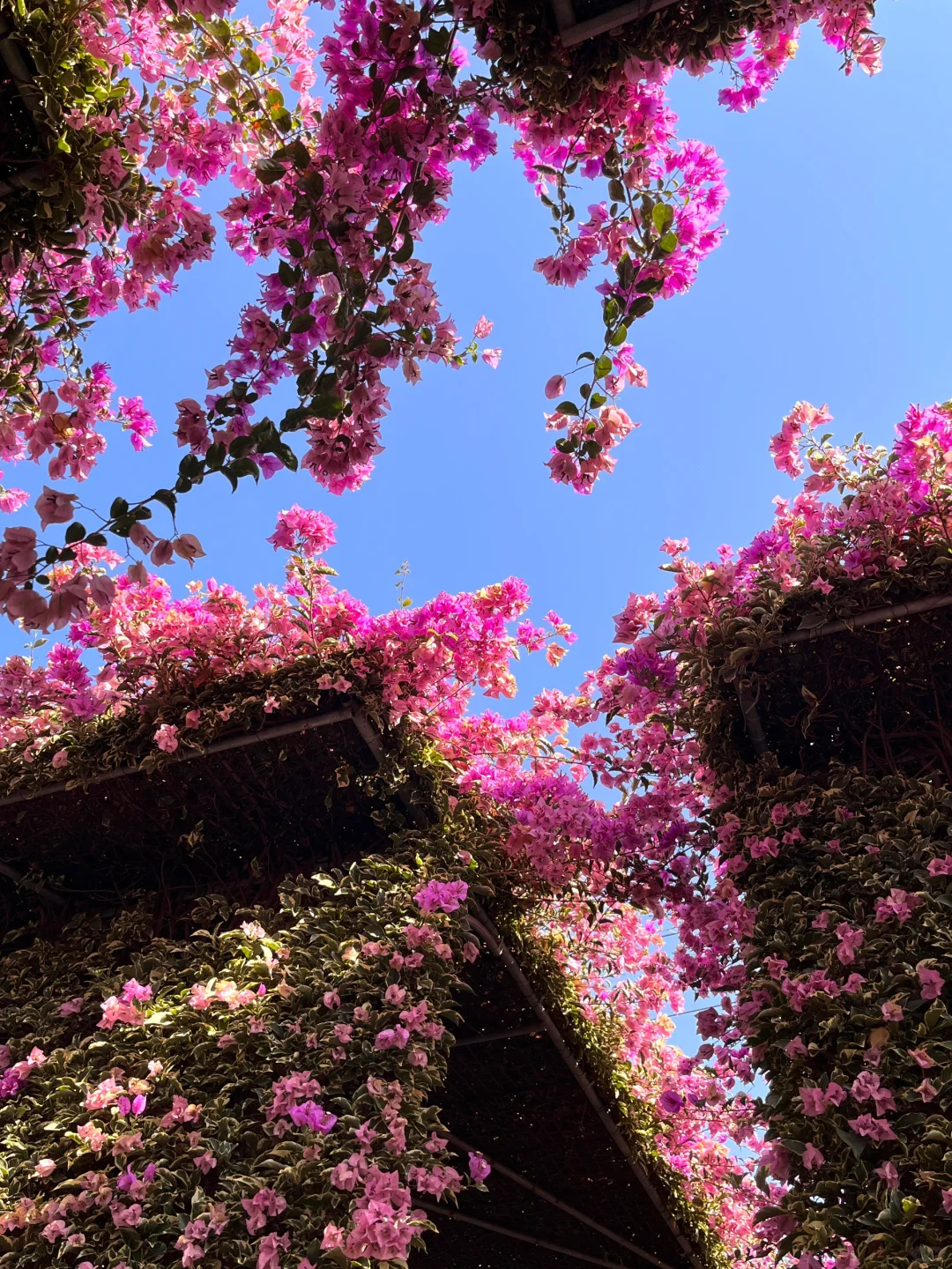 漳州！！🌸花海瀑布！！美得不像话….（live图）