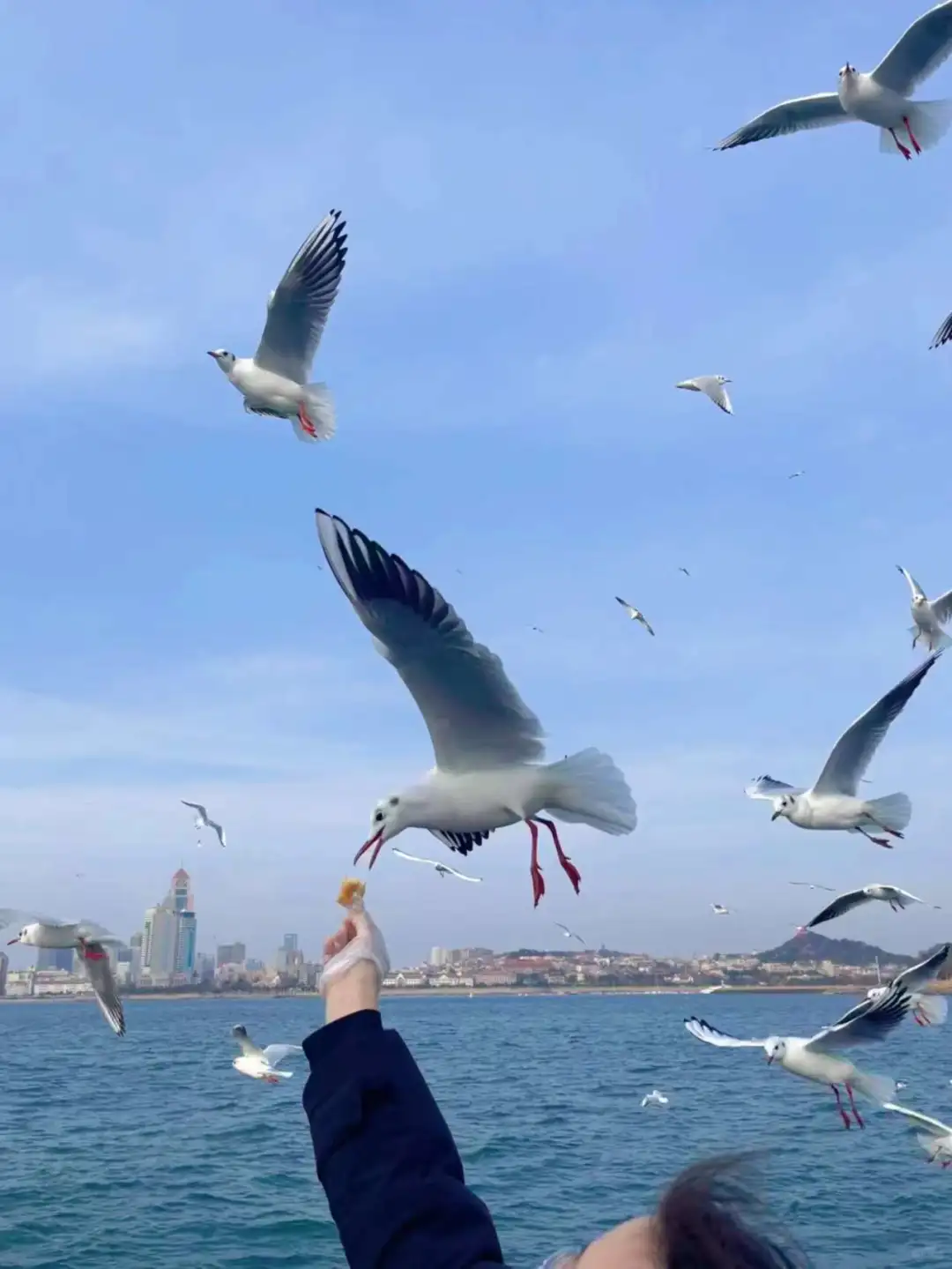 春节青岛👉本地人旅游攻略（最新出炉）节目单