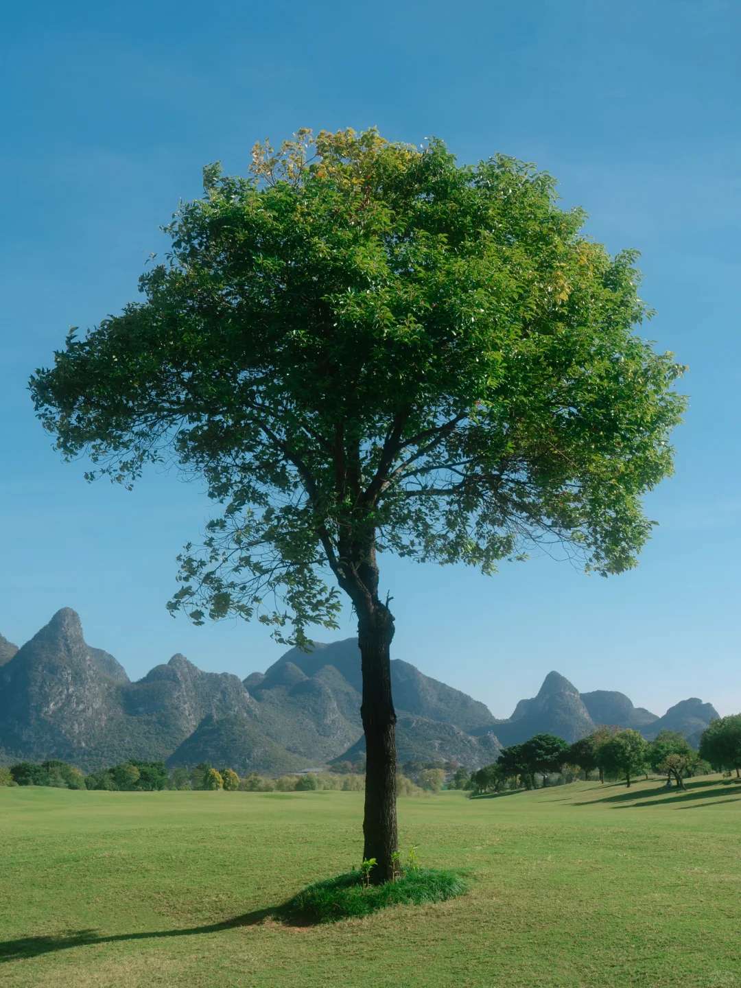 “绿色是流动舒展的生命。”